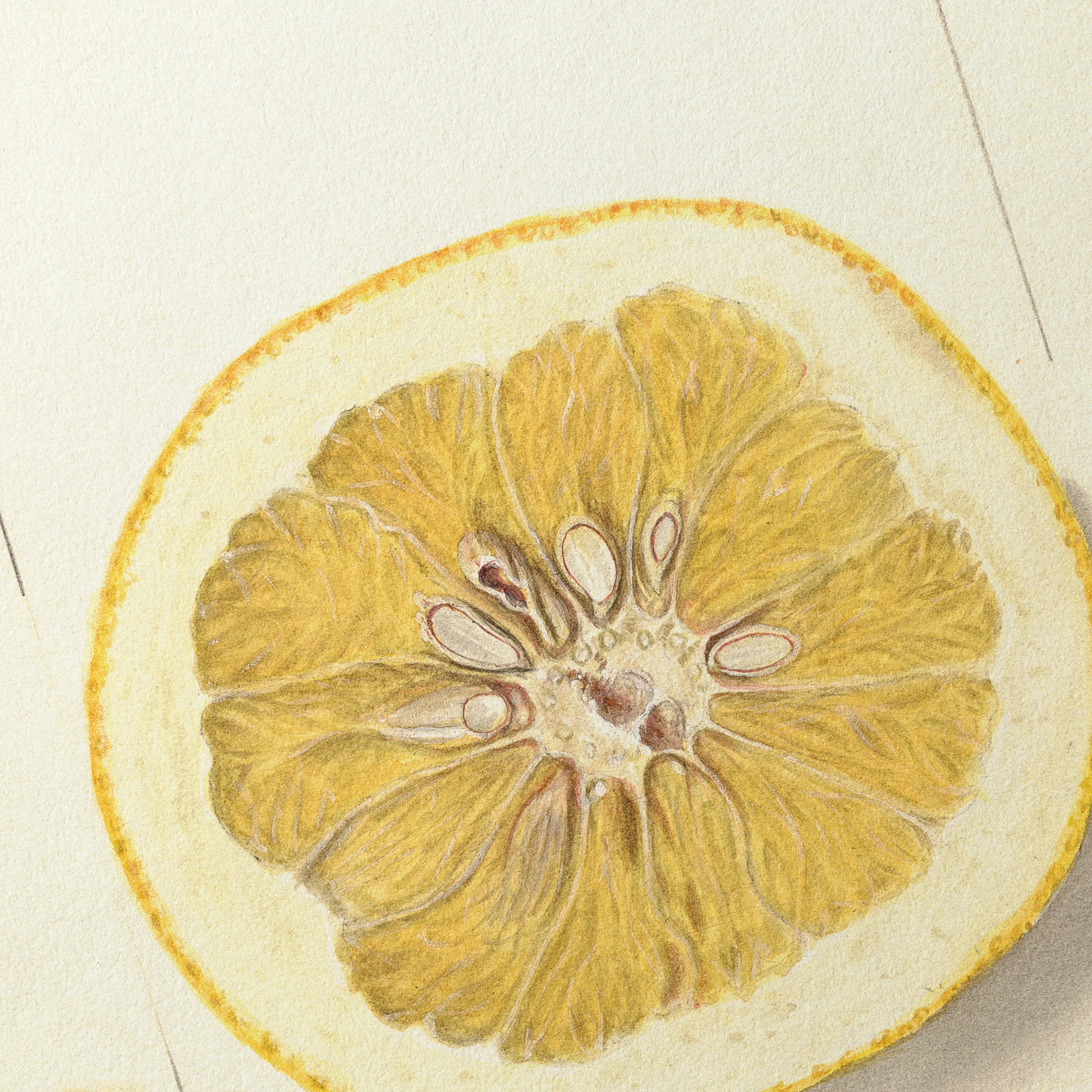 Fruits & Vegetables: Plate No. 24