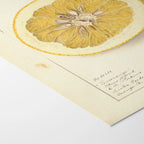 Fruits & Vegetables: Plate No. 24