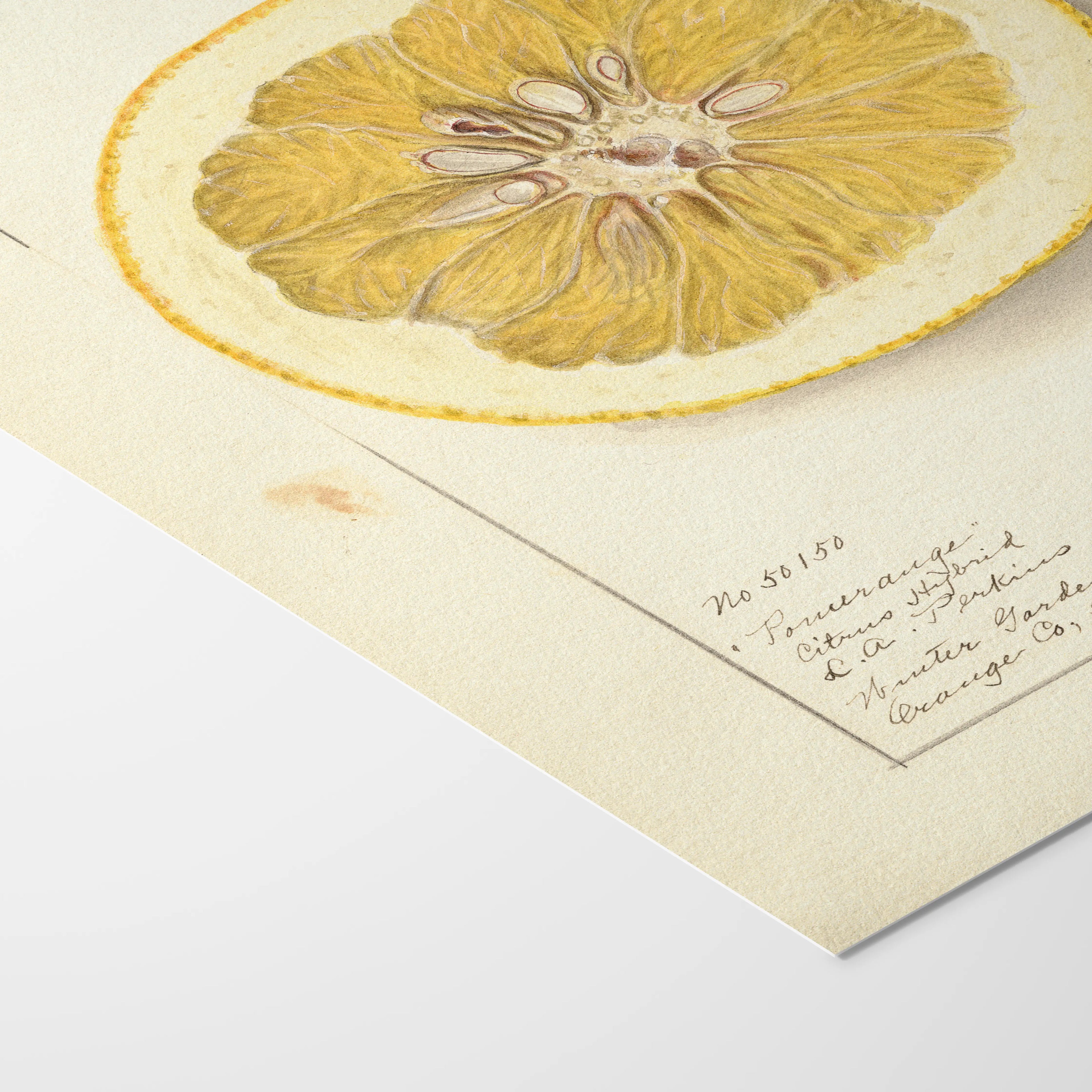 Fruits & Vegetables: Plate No. 24