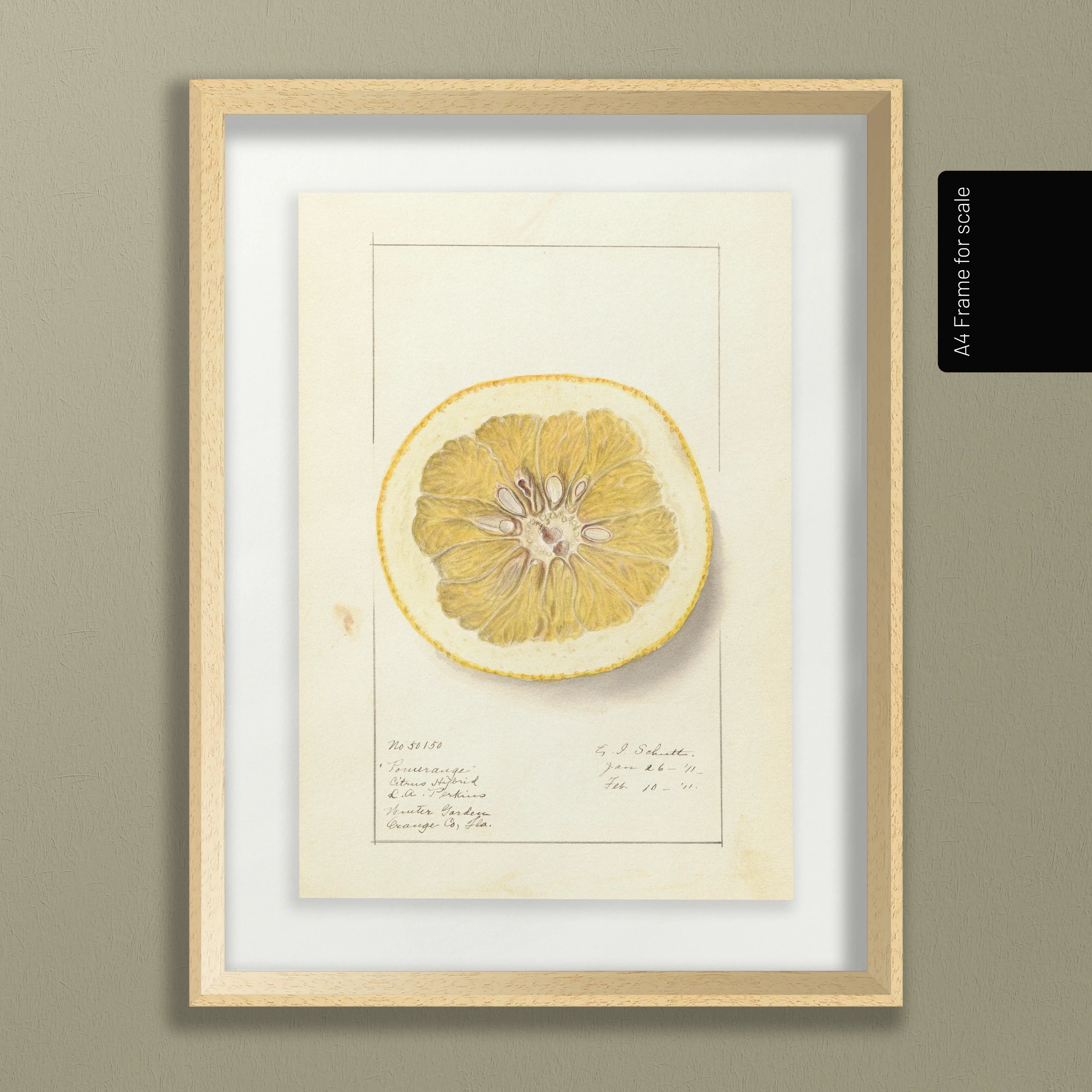 Fruits & Vegetables: Plate No. 24