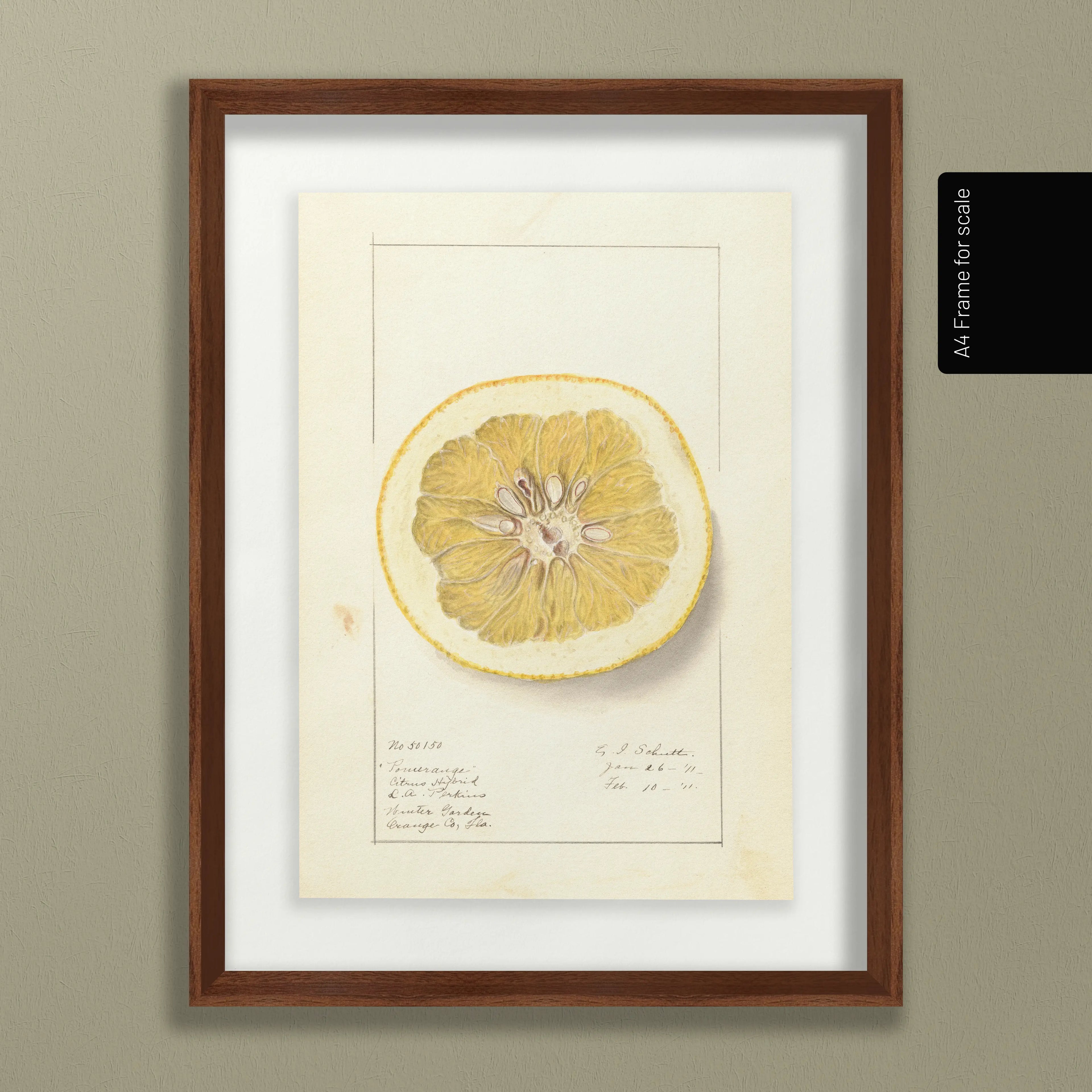 Fruits & Vegetables: Plate No. 24
