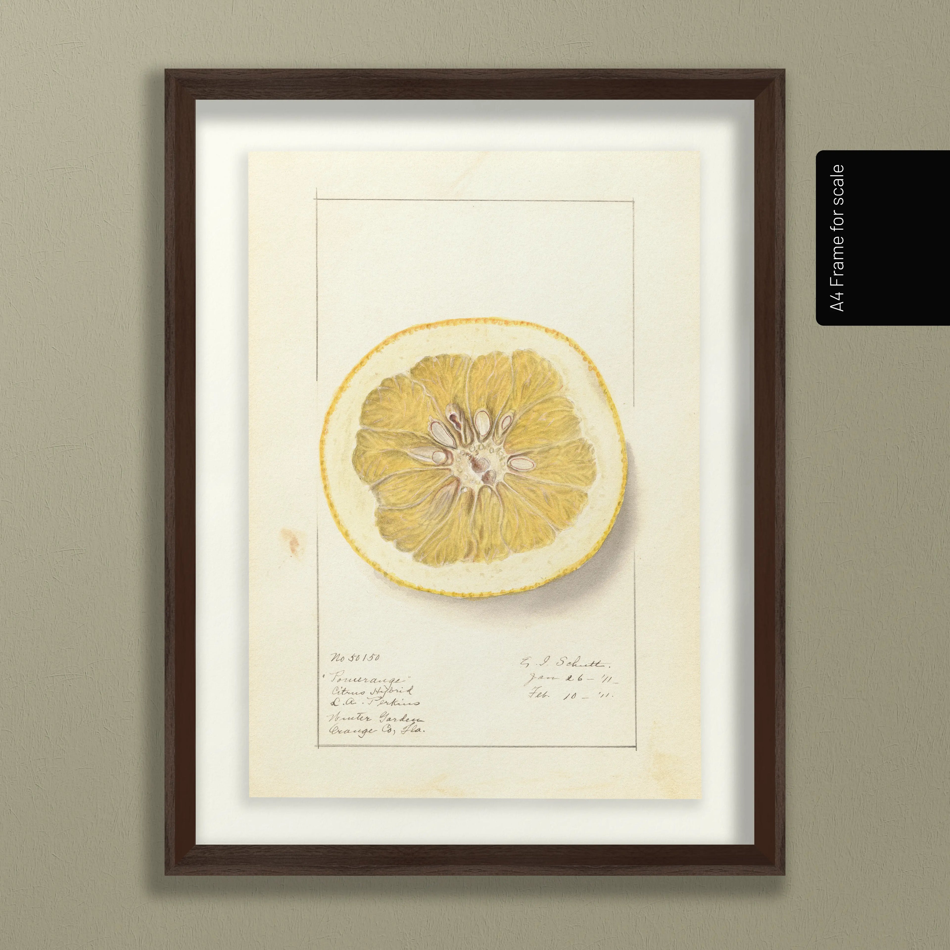 Fruits & Vegetables: Plate No. 24