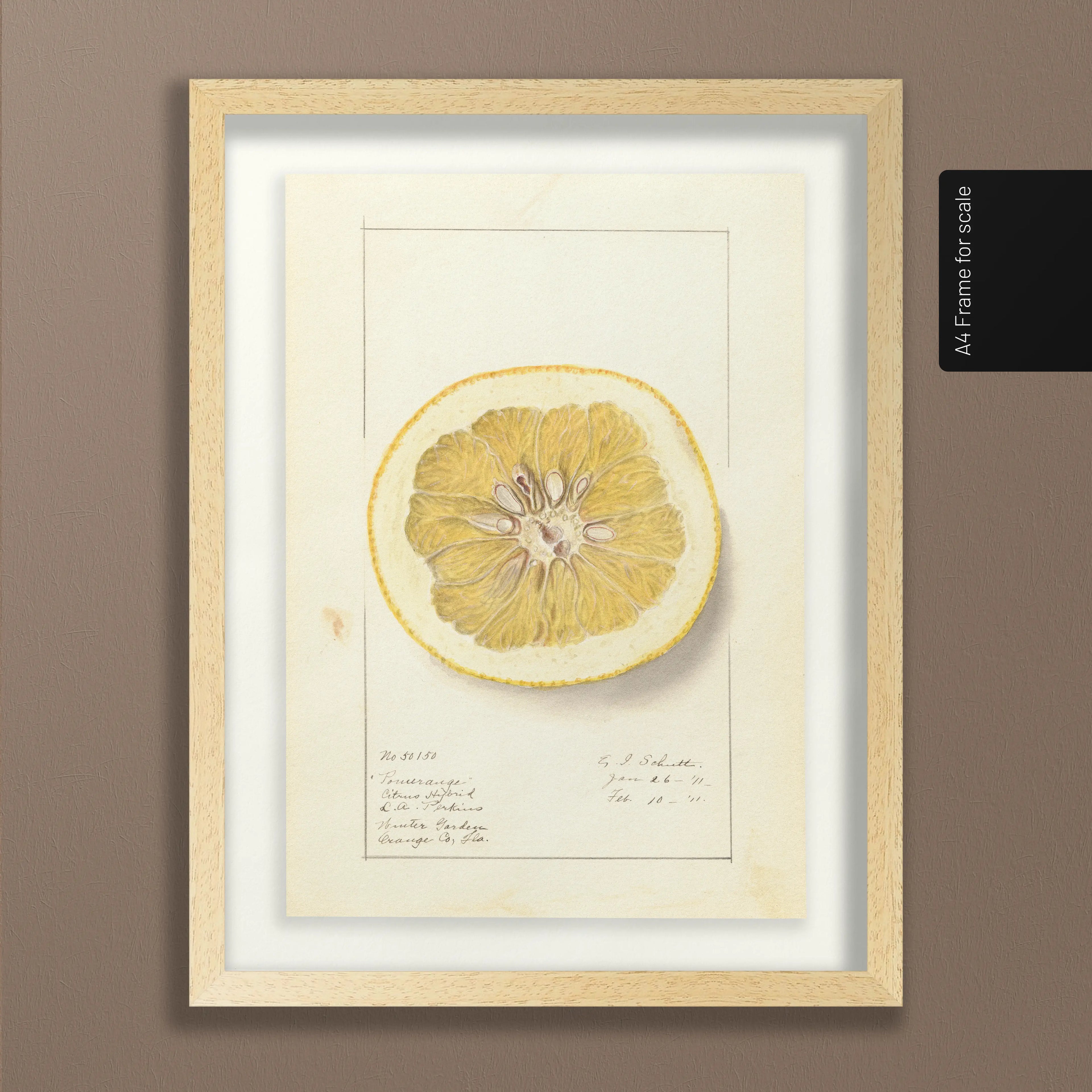 Fruits & Vegetables: Plate No. 24