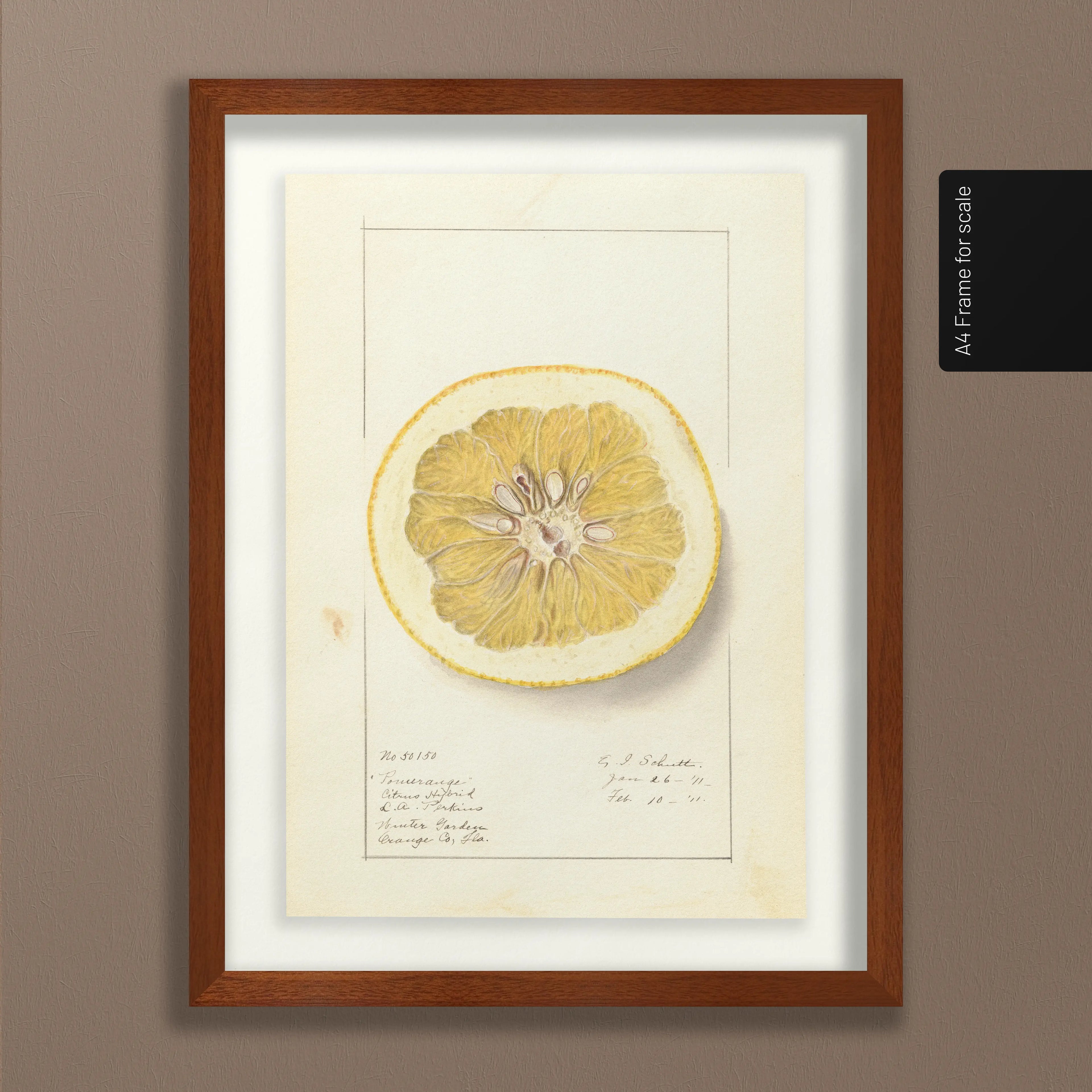 Fruits & Vegetables: Plate No. 24