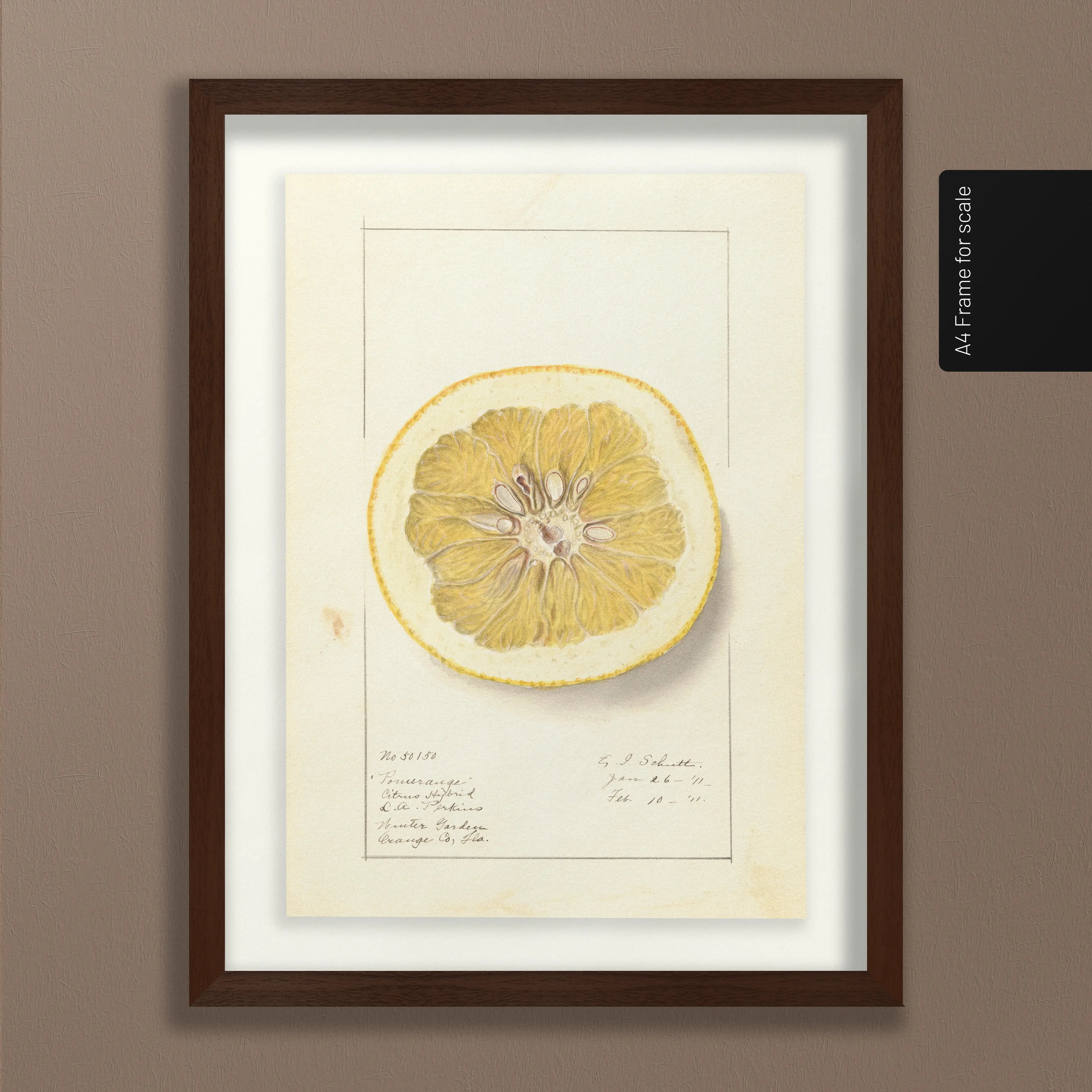 Fruits & Vegetables: Plate No. 24