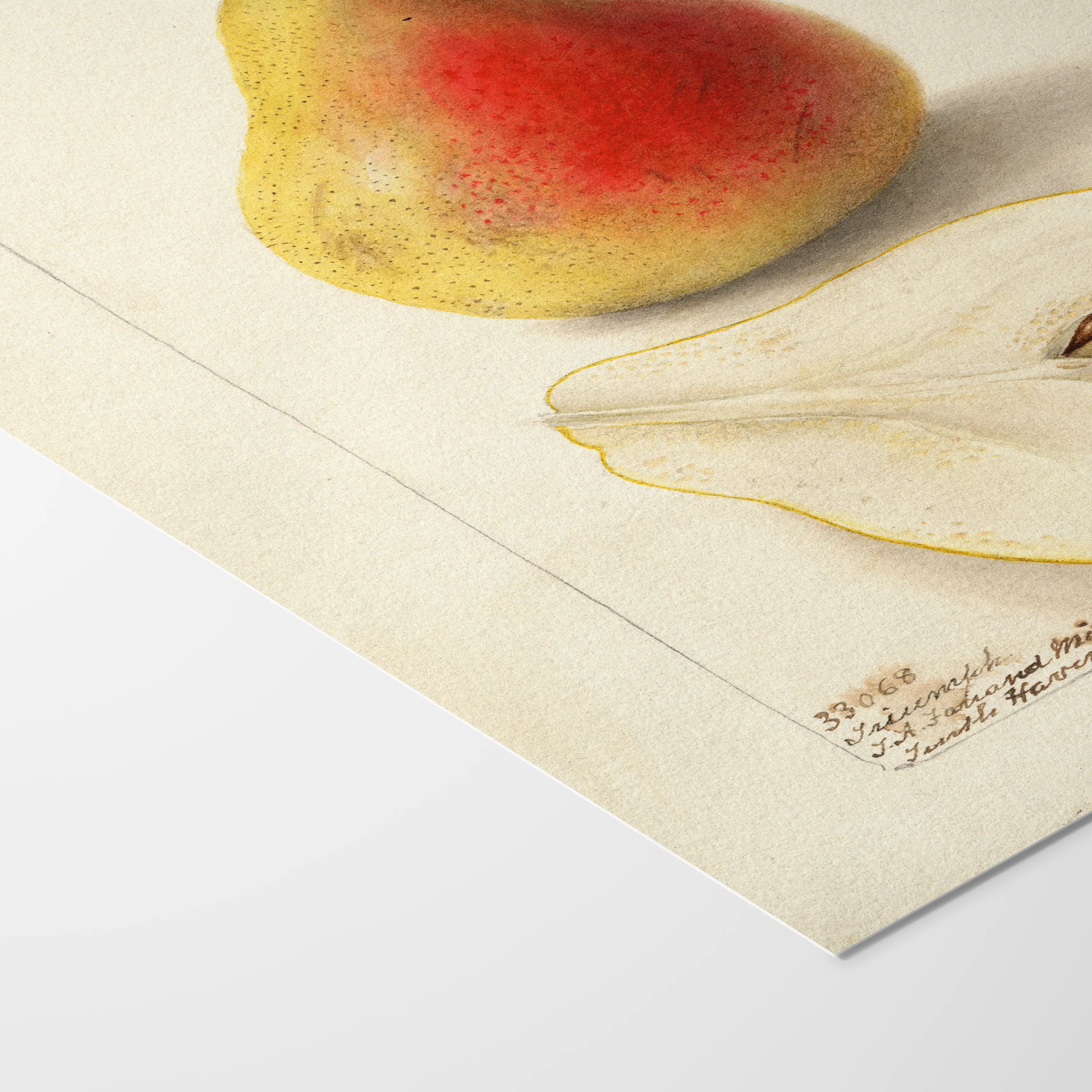 Fruits & Vegetables: Plate No. 25