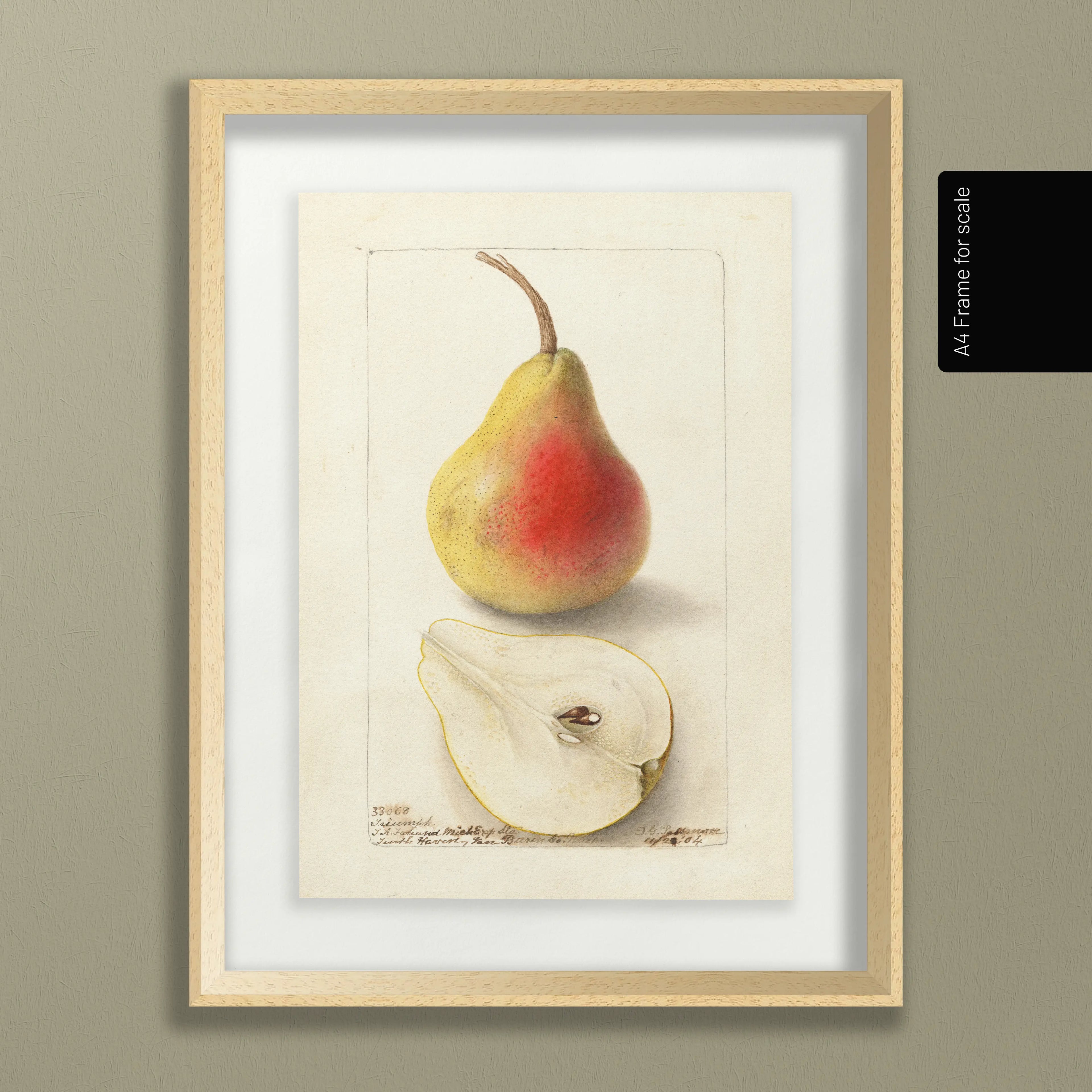 Fruits & Vegetables: Plate No. 25