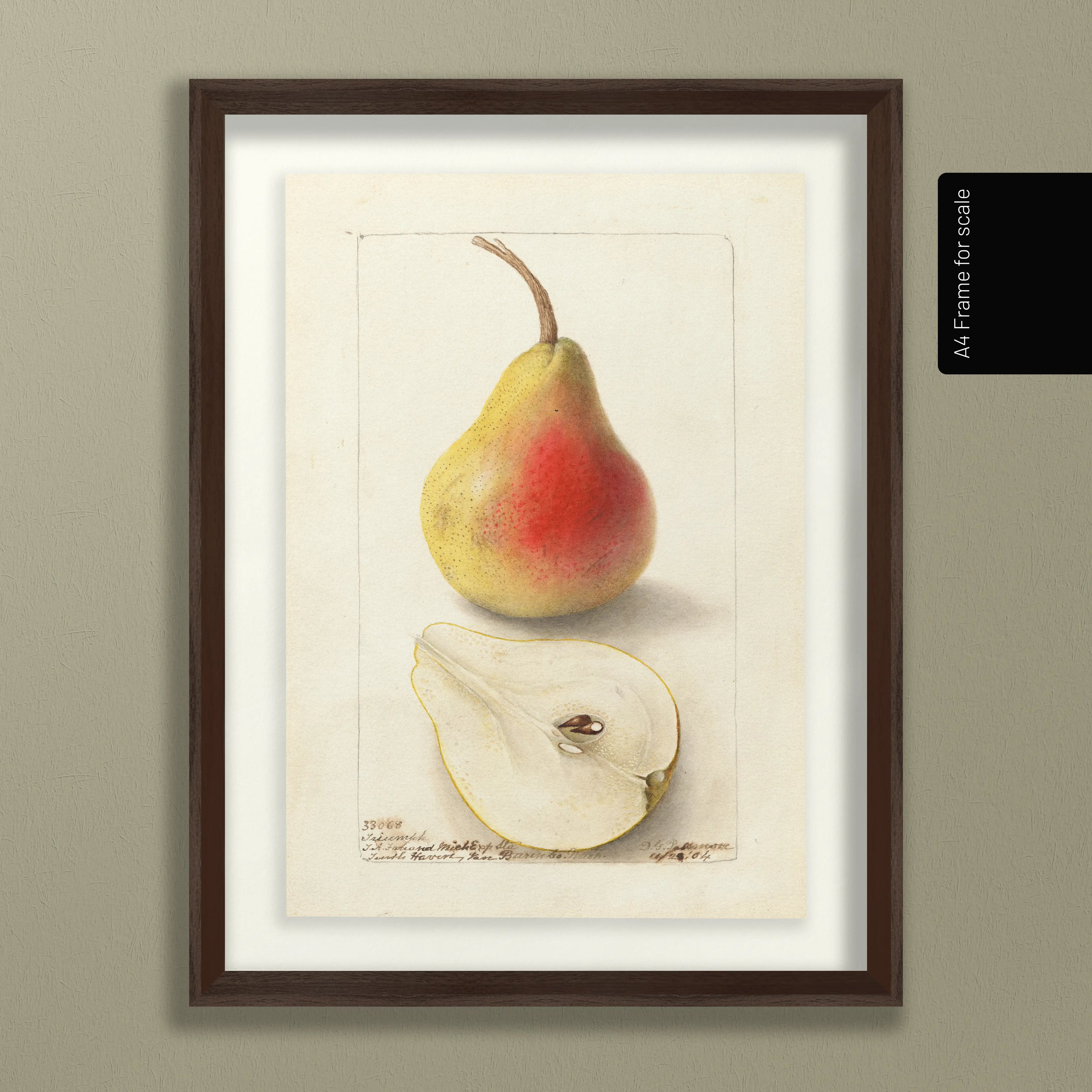 Fruits & Vegetables: Plate No. 25