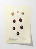 Fruits & Vegetables: Plate No. 26