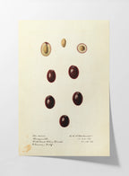 Fruits & Vegetables: Plate No. 26