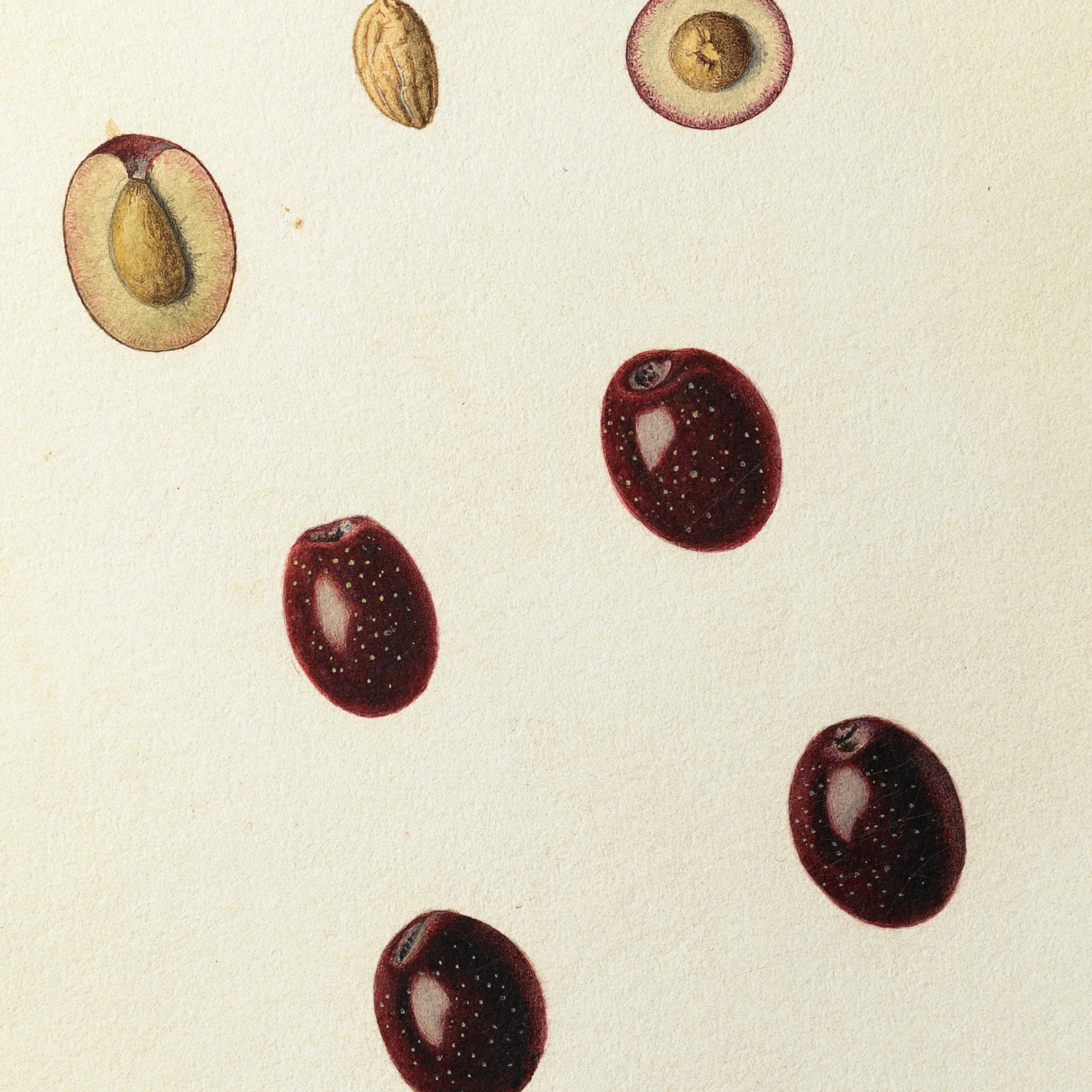 Fruits & Vegetables: Plate No. 26