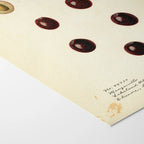 Fruits & Vegetables: Plate No. 26