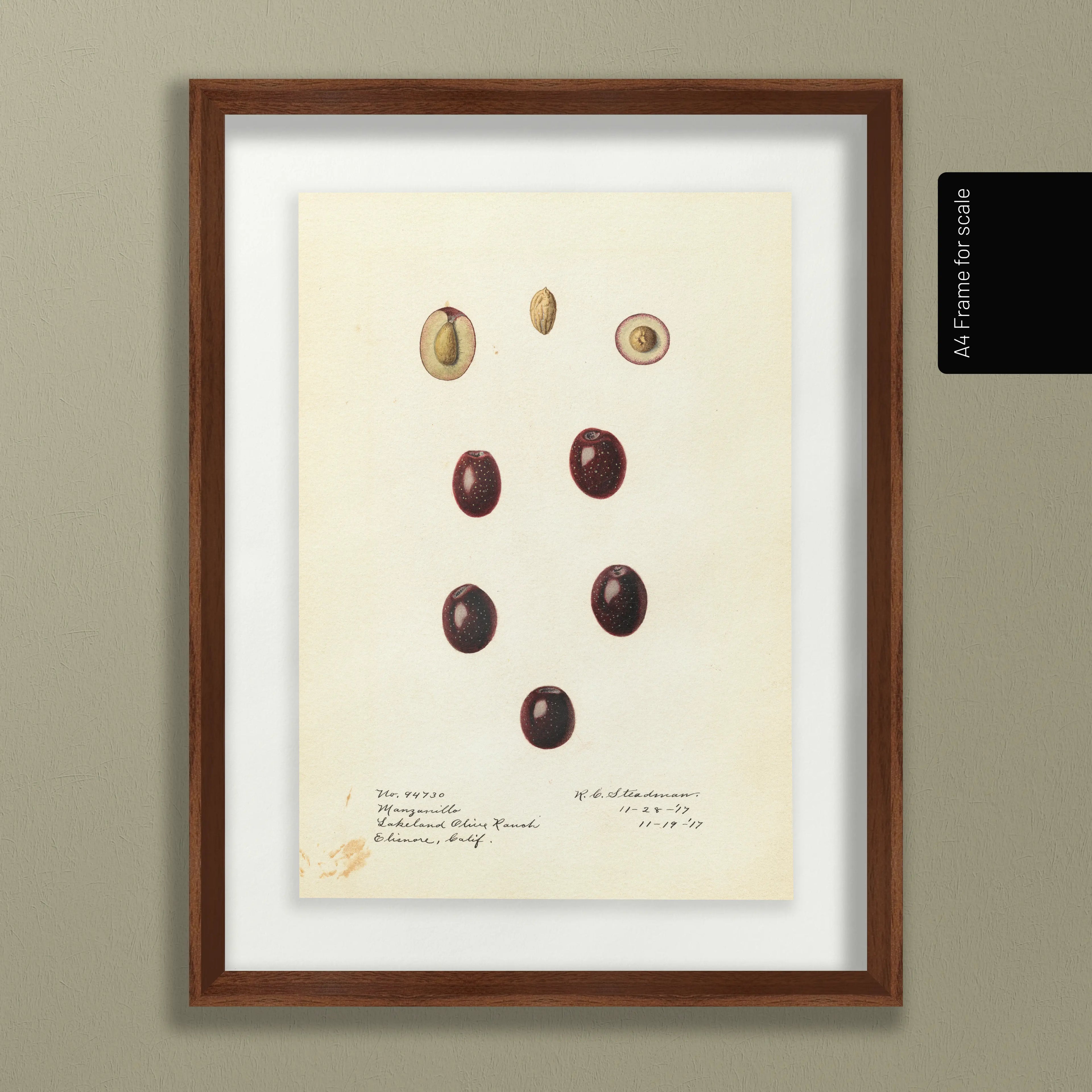 Fruits & Vegetables: Plate No. 26