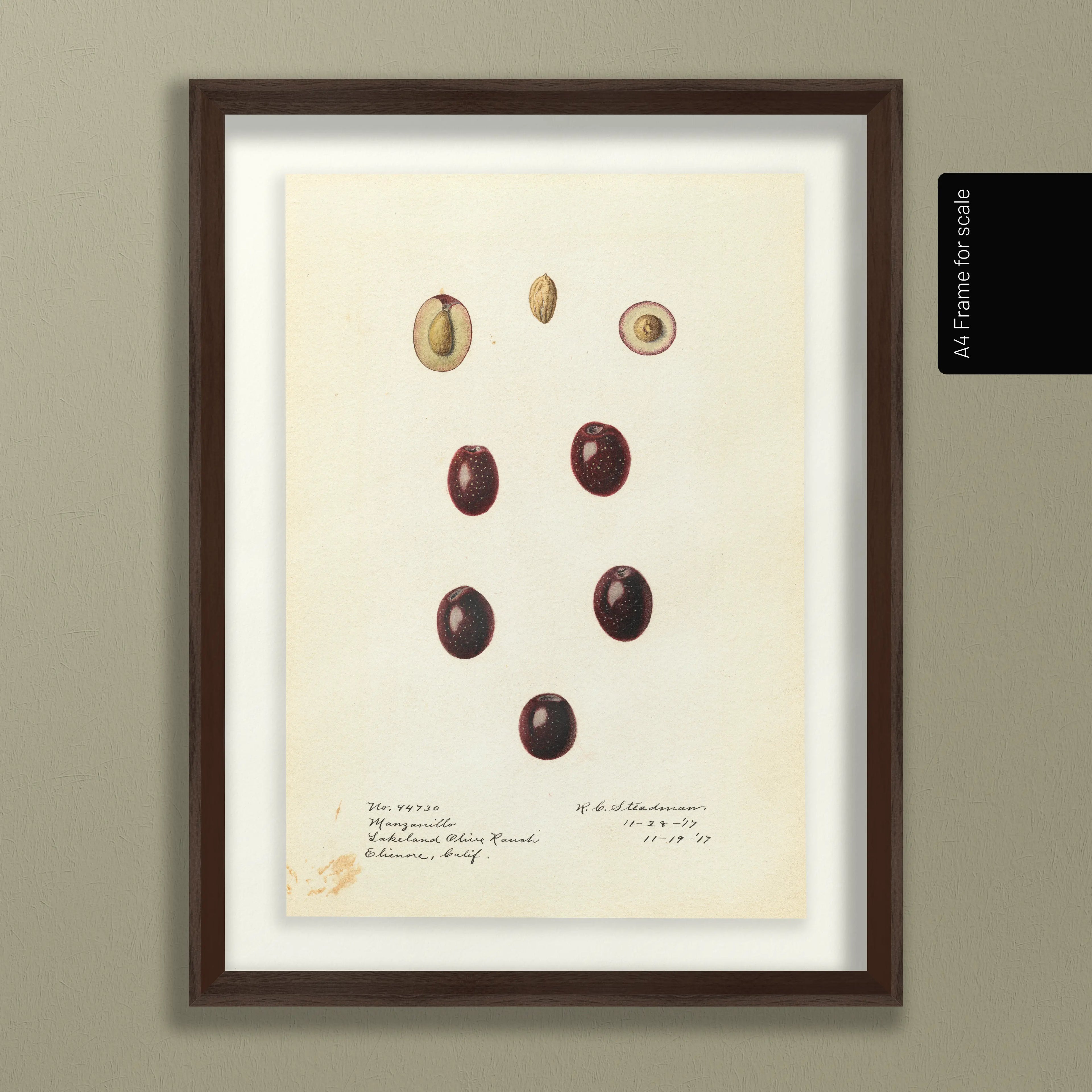 Fruits & Vegetables: Plate No. 26