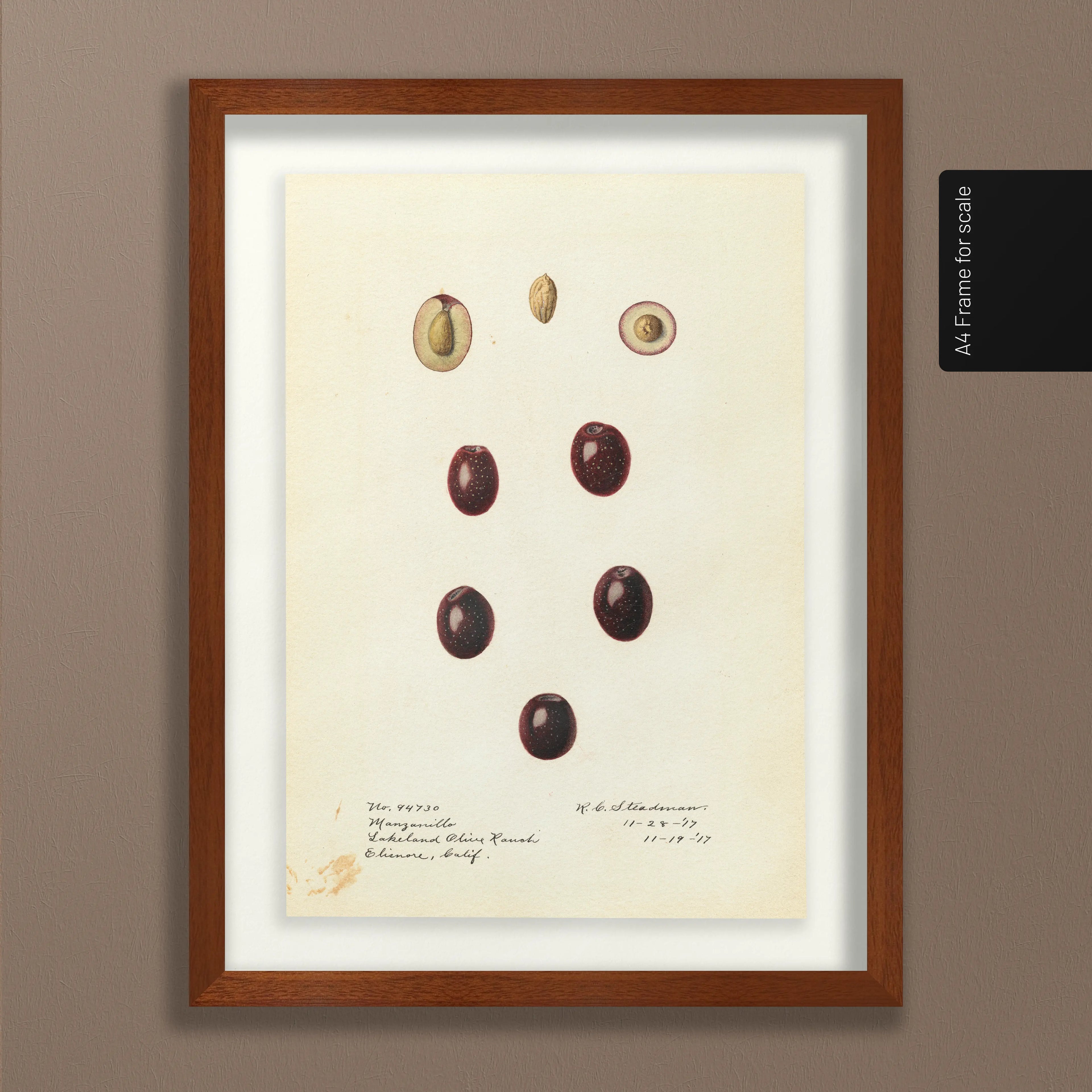 Fruits & Vegetables: Plate No. 26