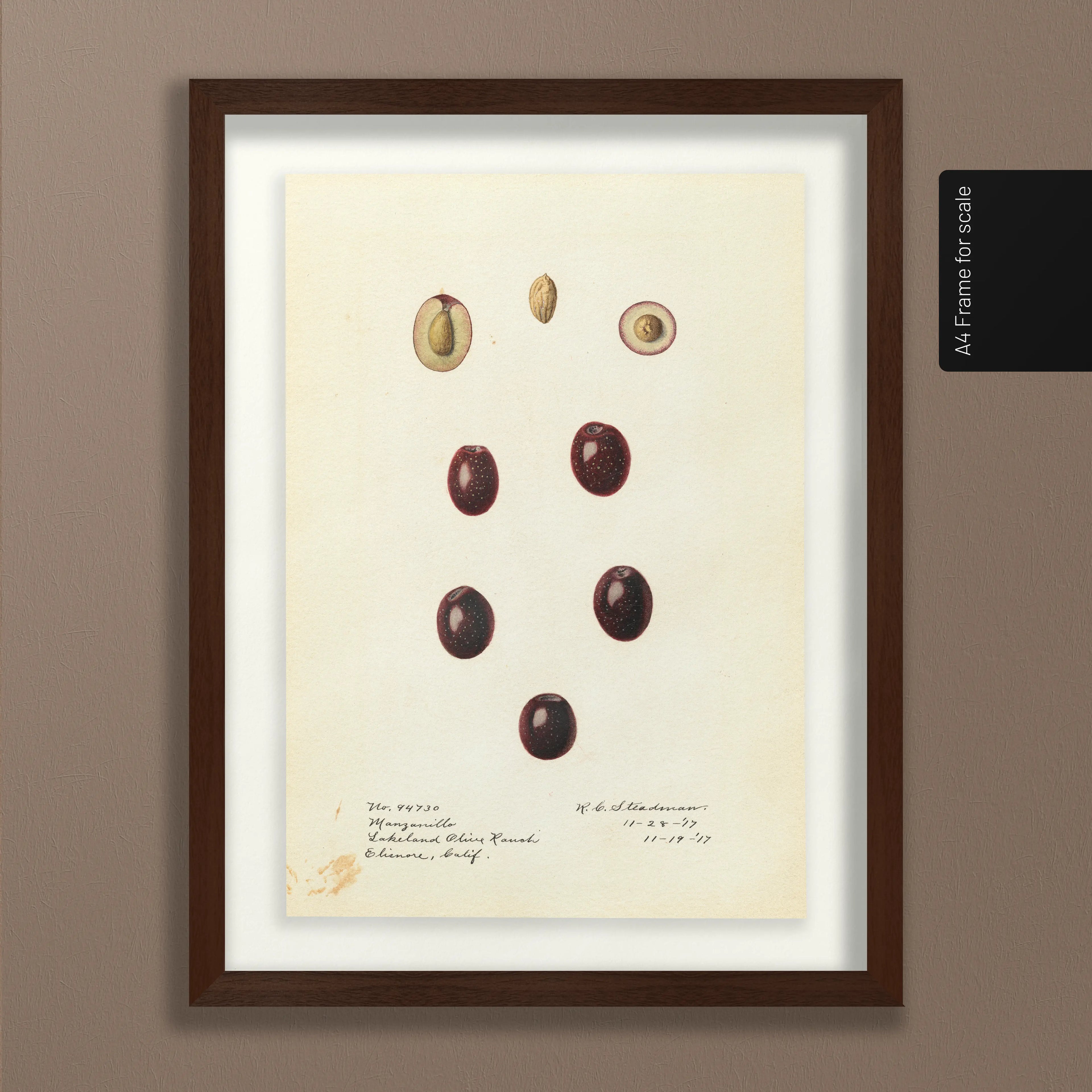 Fruits & Vegetables: Plate No. 26