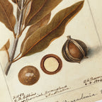 Fruits & Vegetables: Plate No. 27