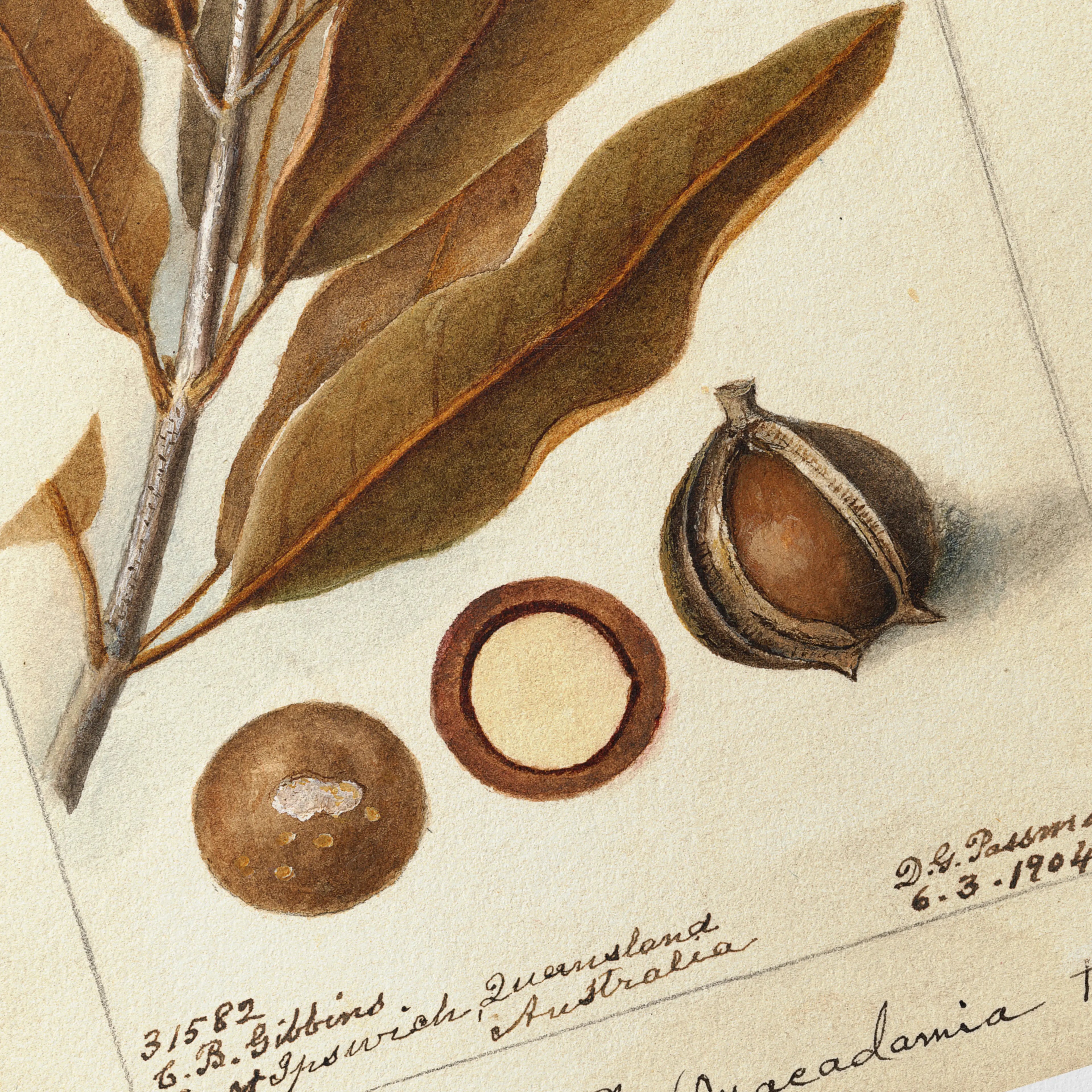 Fruits & Vegetables: Plate No. 27