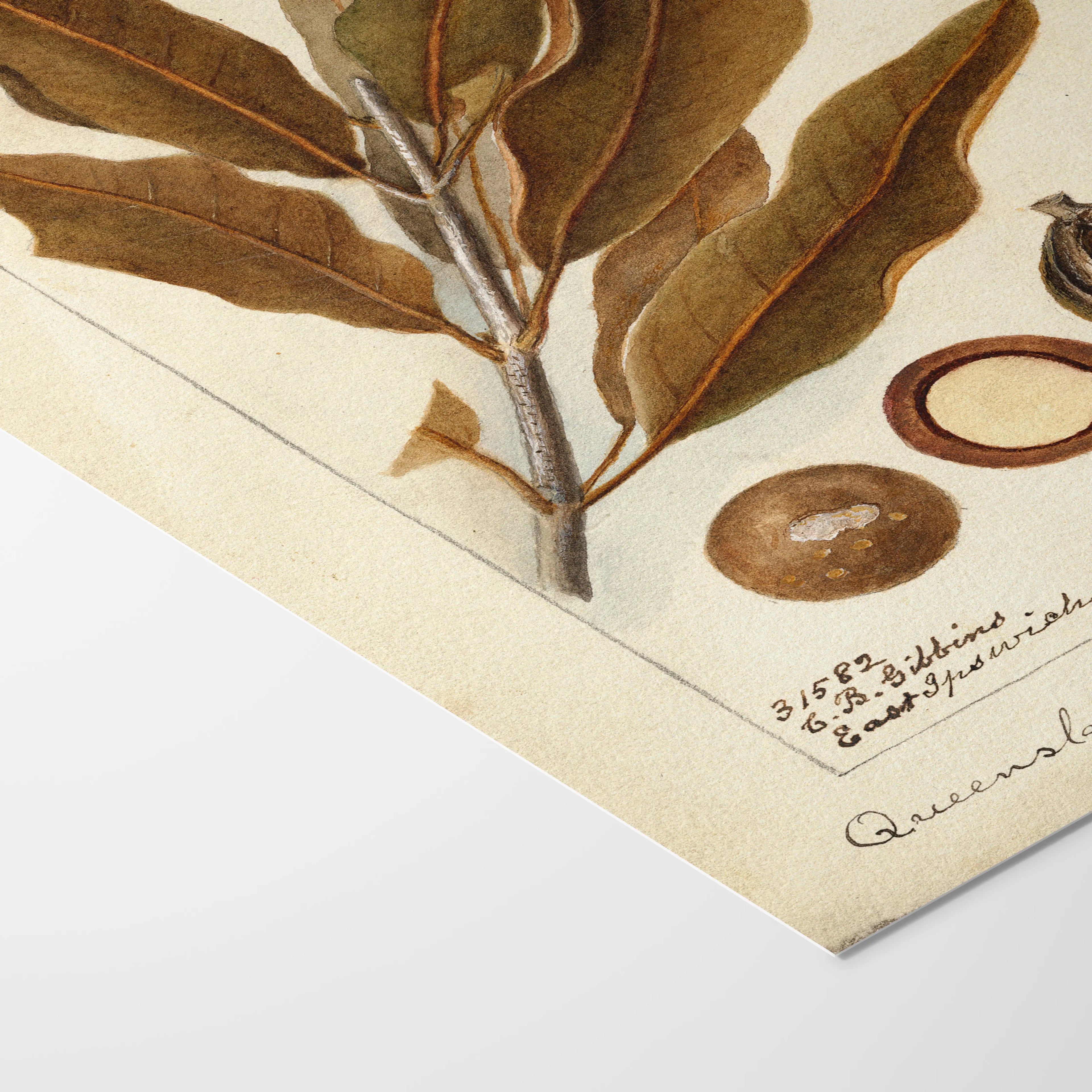 Fruits & Vegetables: Plate No. 27