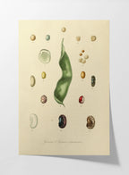 Fruits & Vegetables: Plate No. 28