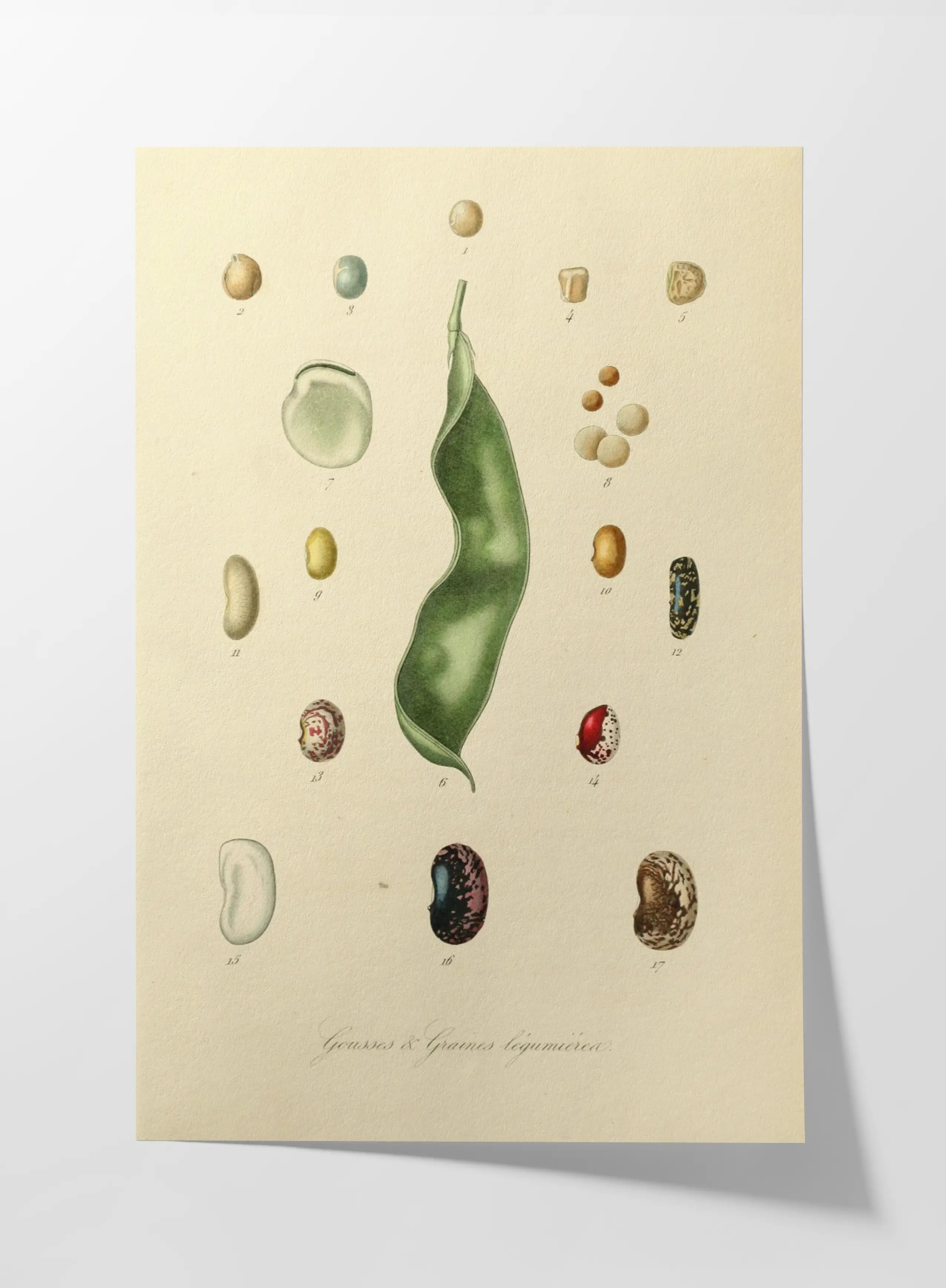 Fruits & Vegetables: Plate No. 28