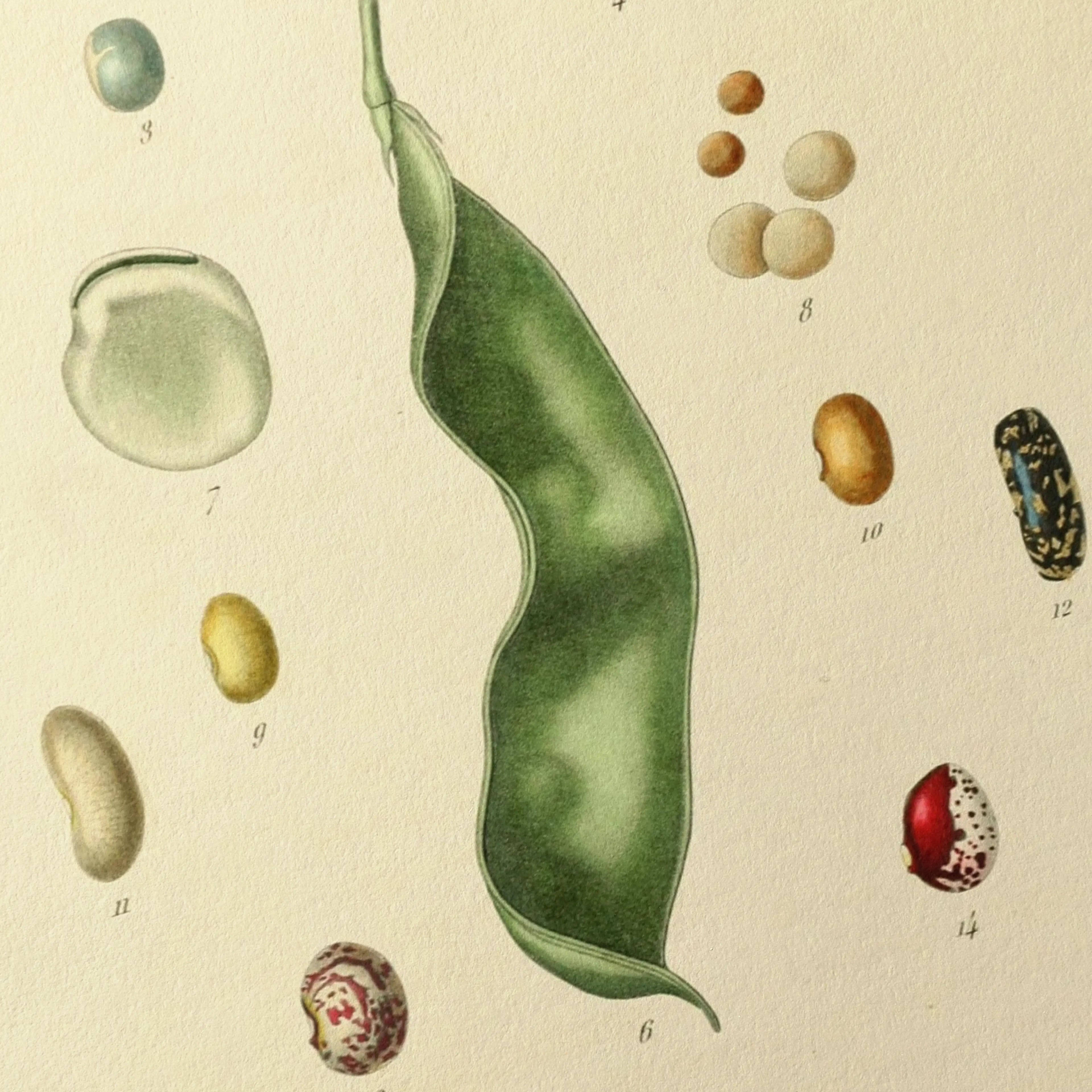 Fruits & Vegetables: Plate No. 28