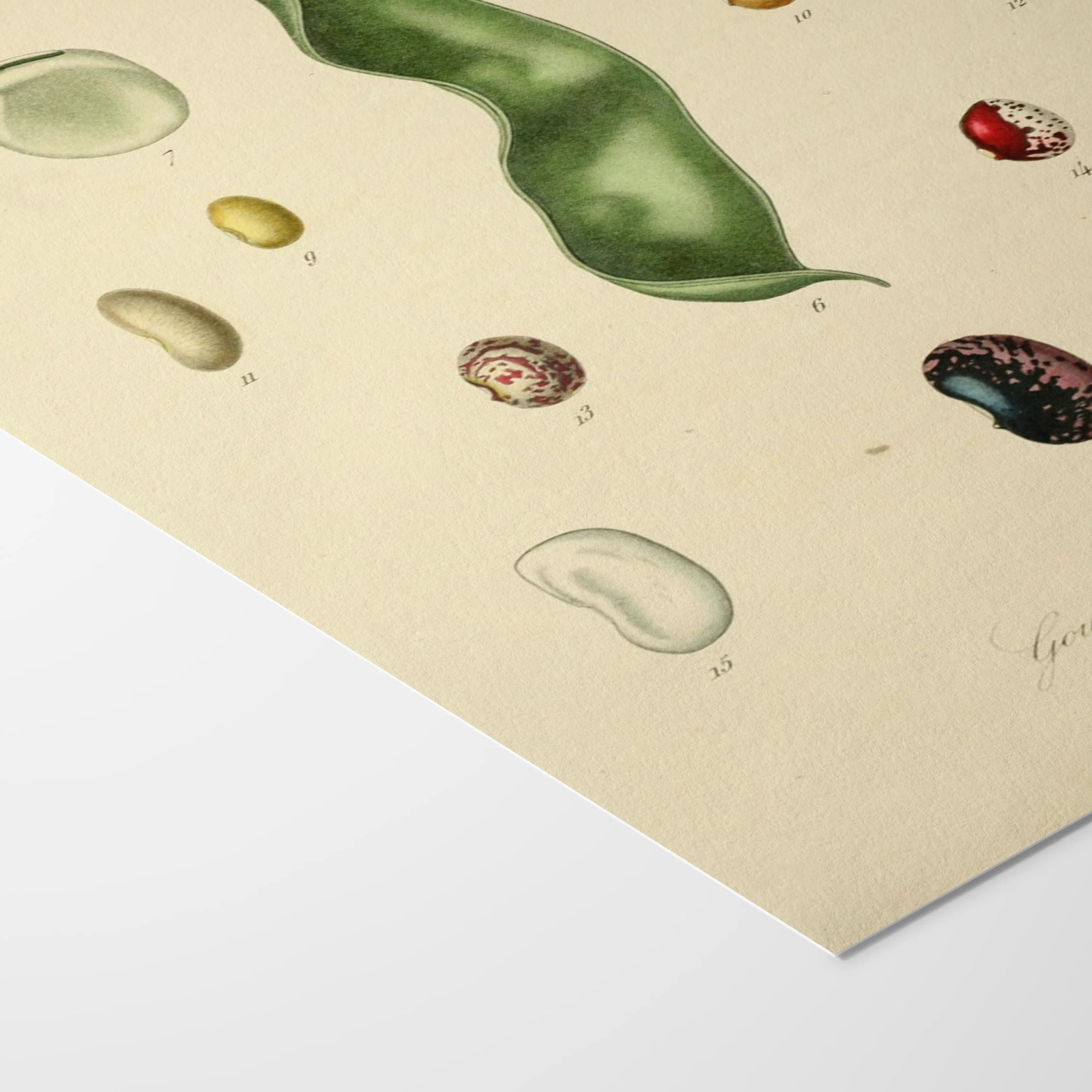 Fruits & Vegetables: Plate No. 28