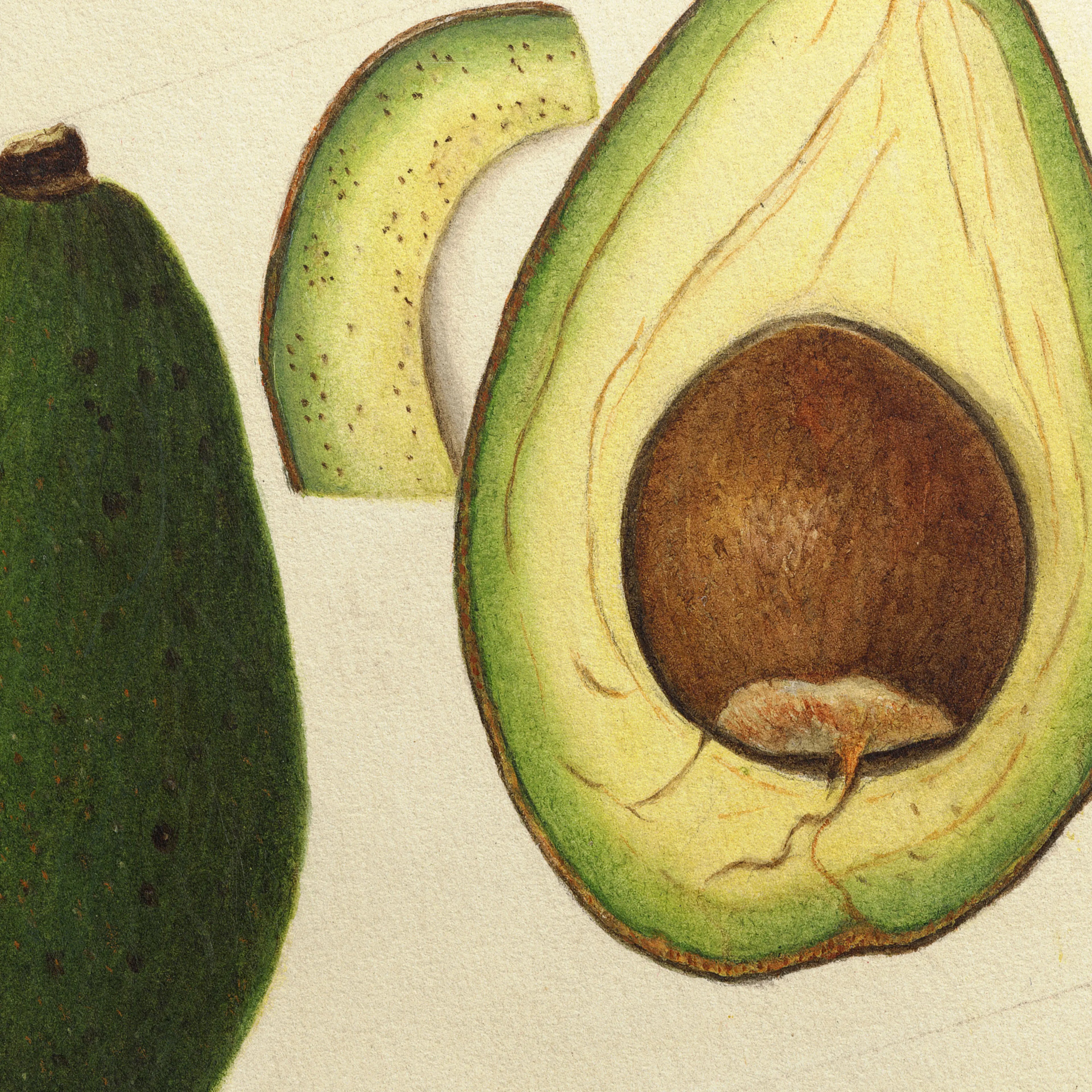 Fruits & Vegetables: Plate No. 29