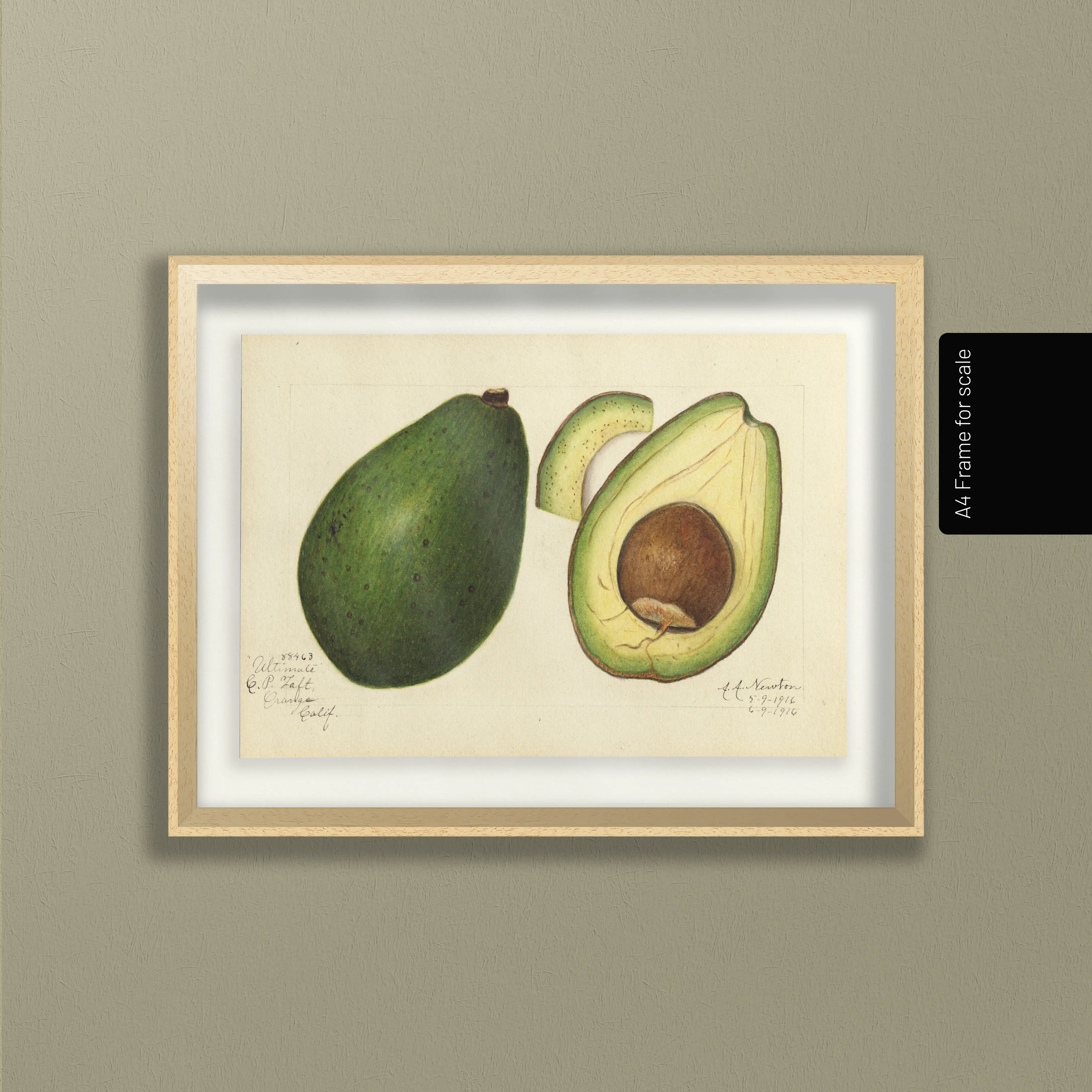 Fruits & Vegetables: Plate No. 29