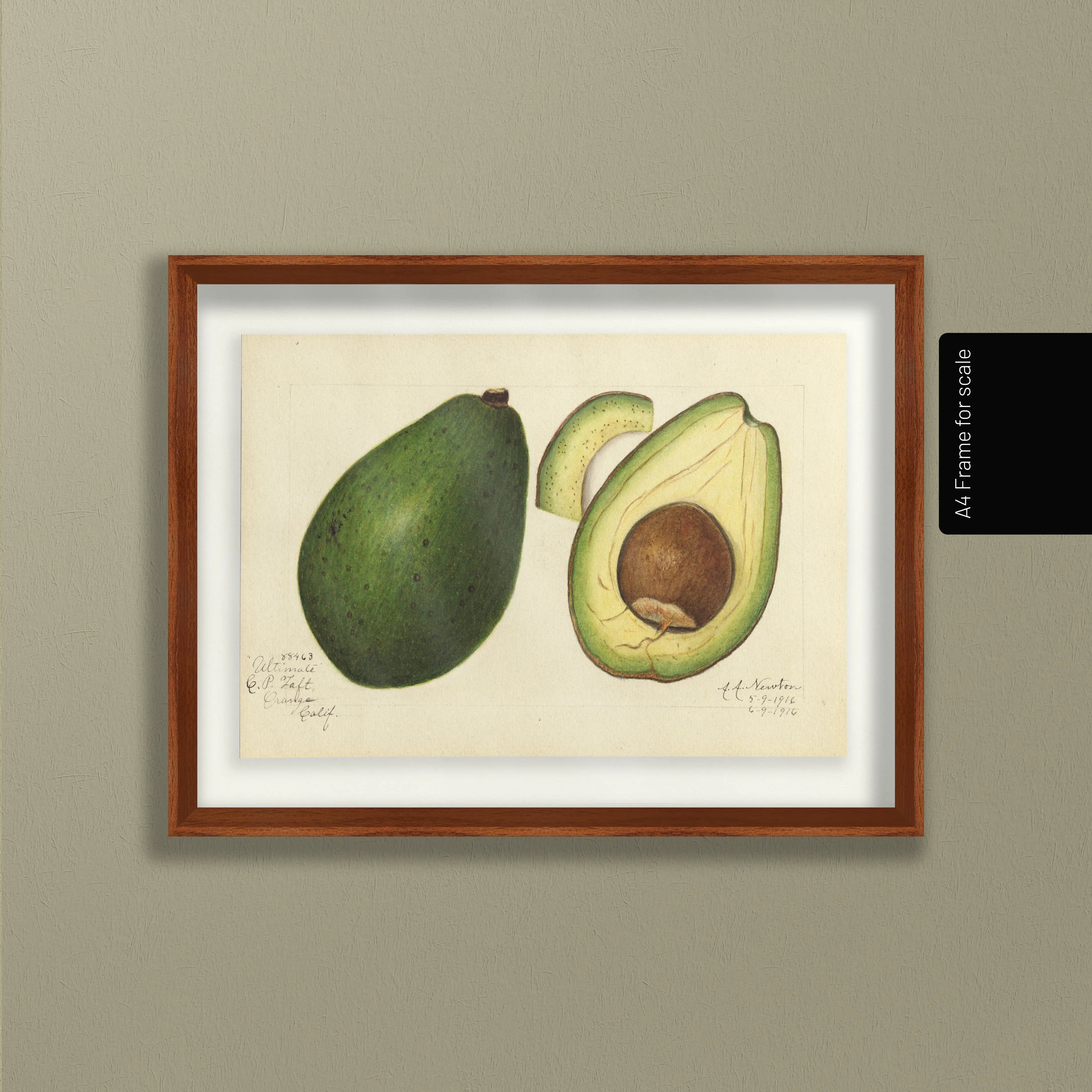 Fruits & Vegetables: Plate No. 29