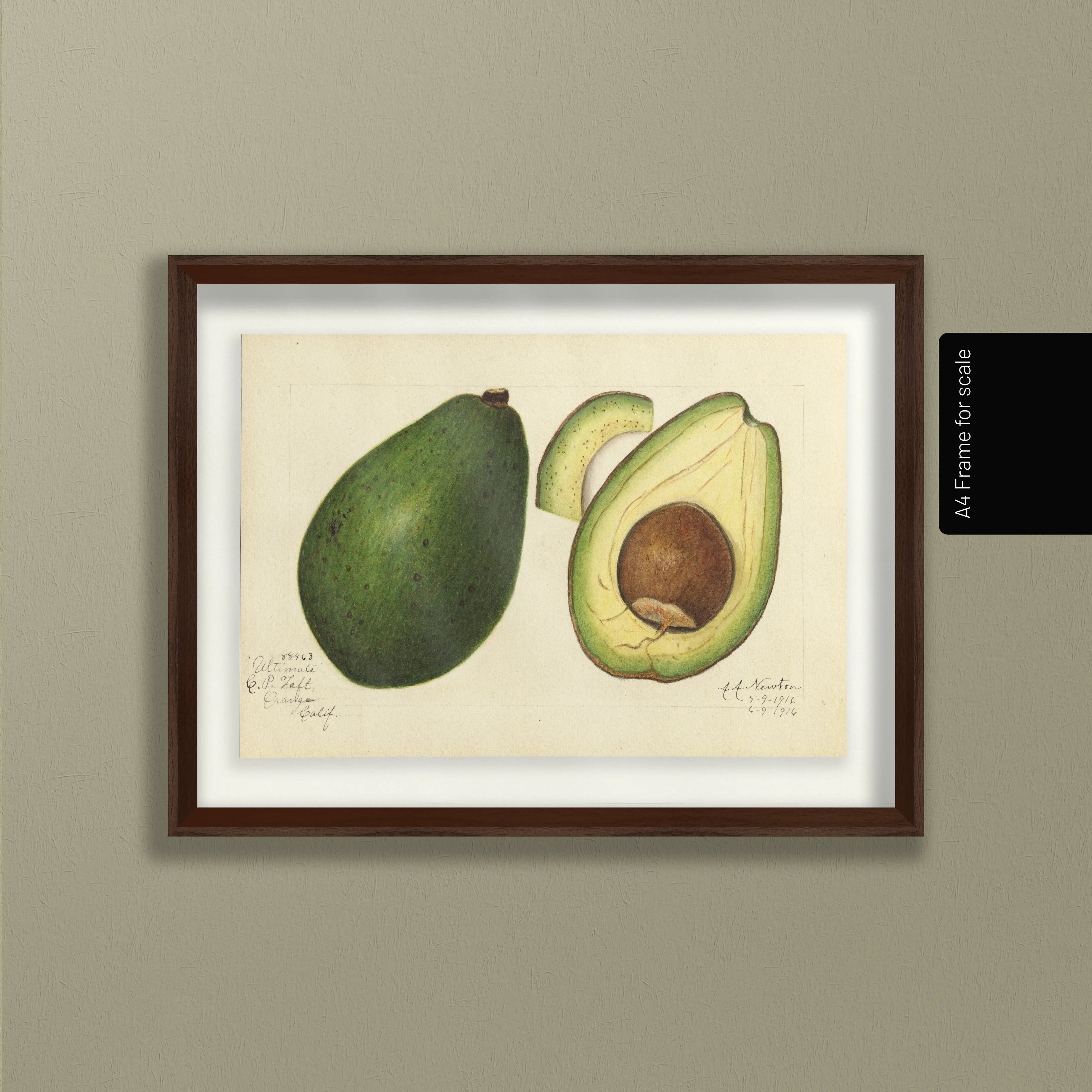 Fruits & Vegetables: Plate No. 29