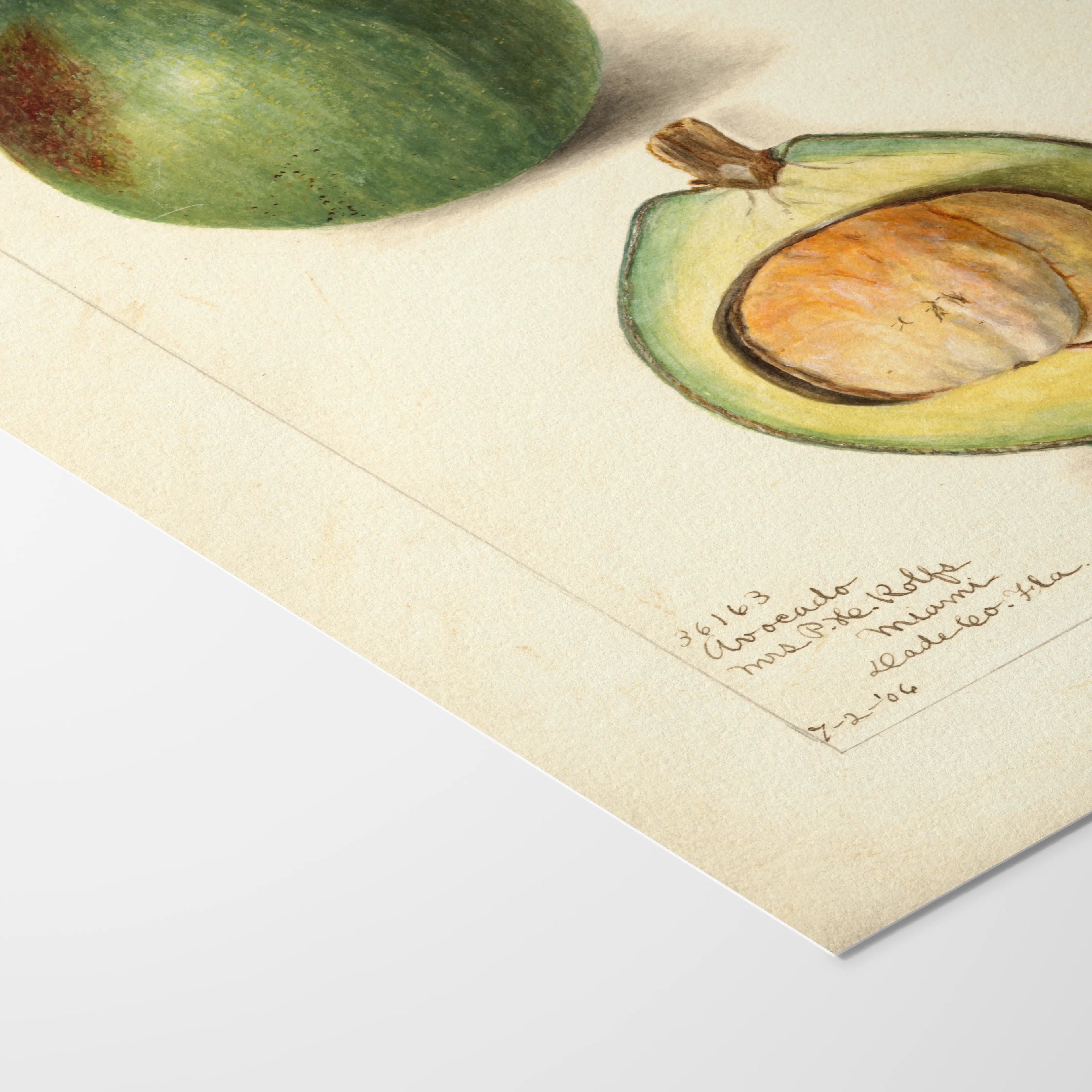 Fruits & Vegetables: Plate No. 32