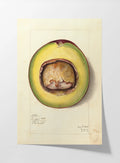 Fruits & Vegetables: Plate No. 33