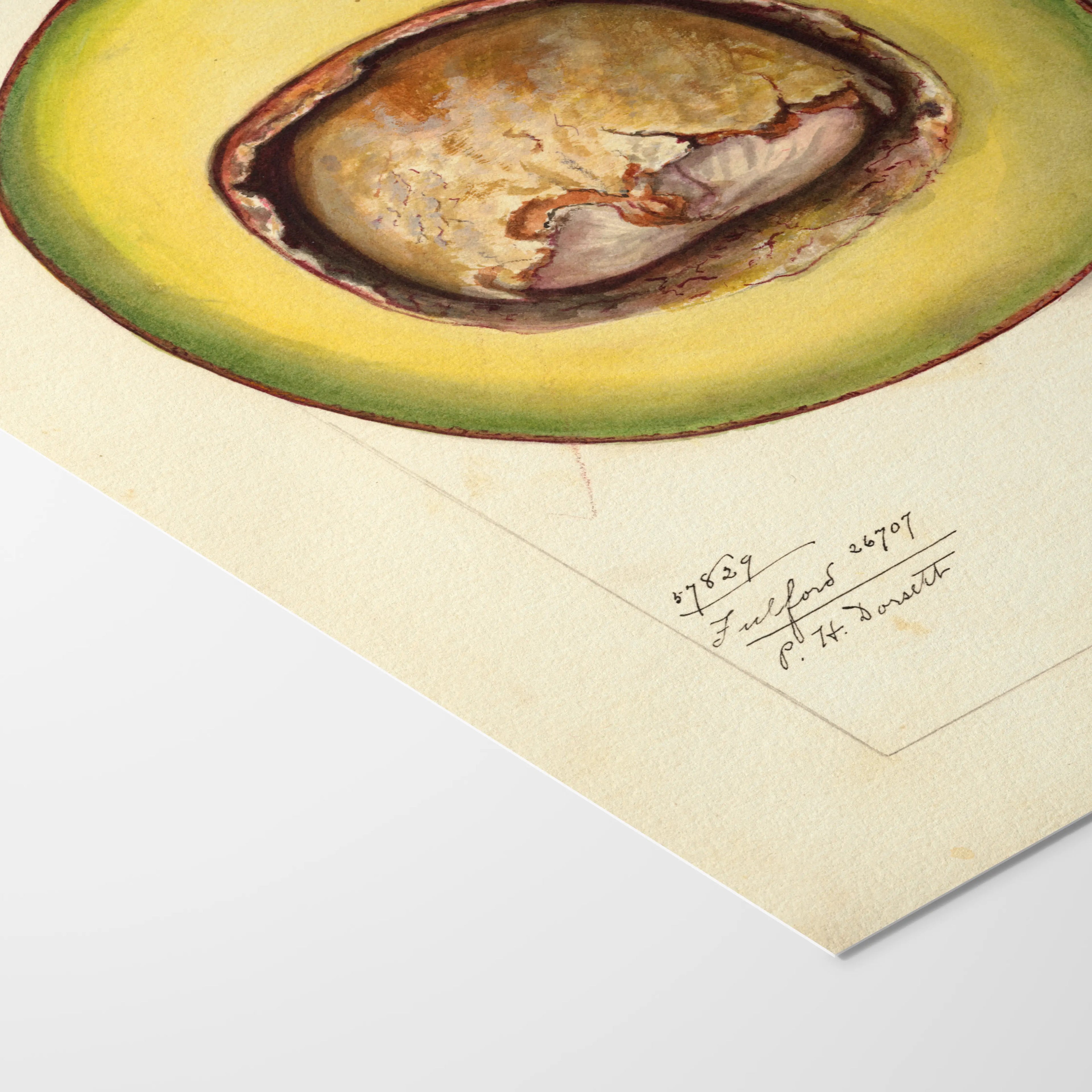 Fruits & Vegetables: Plate No. 33