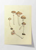 Fungi: Plate No. 01