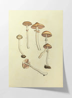 Fungi: Plate No. 01