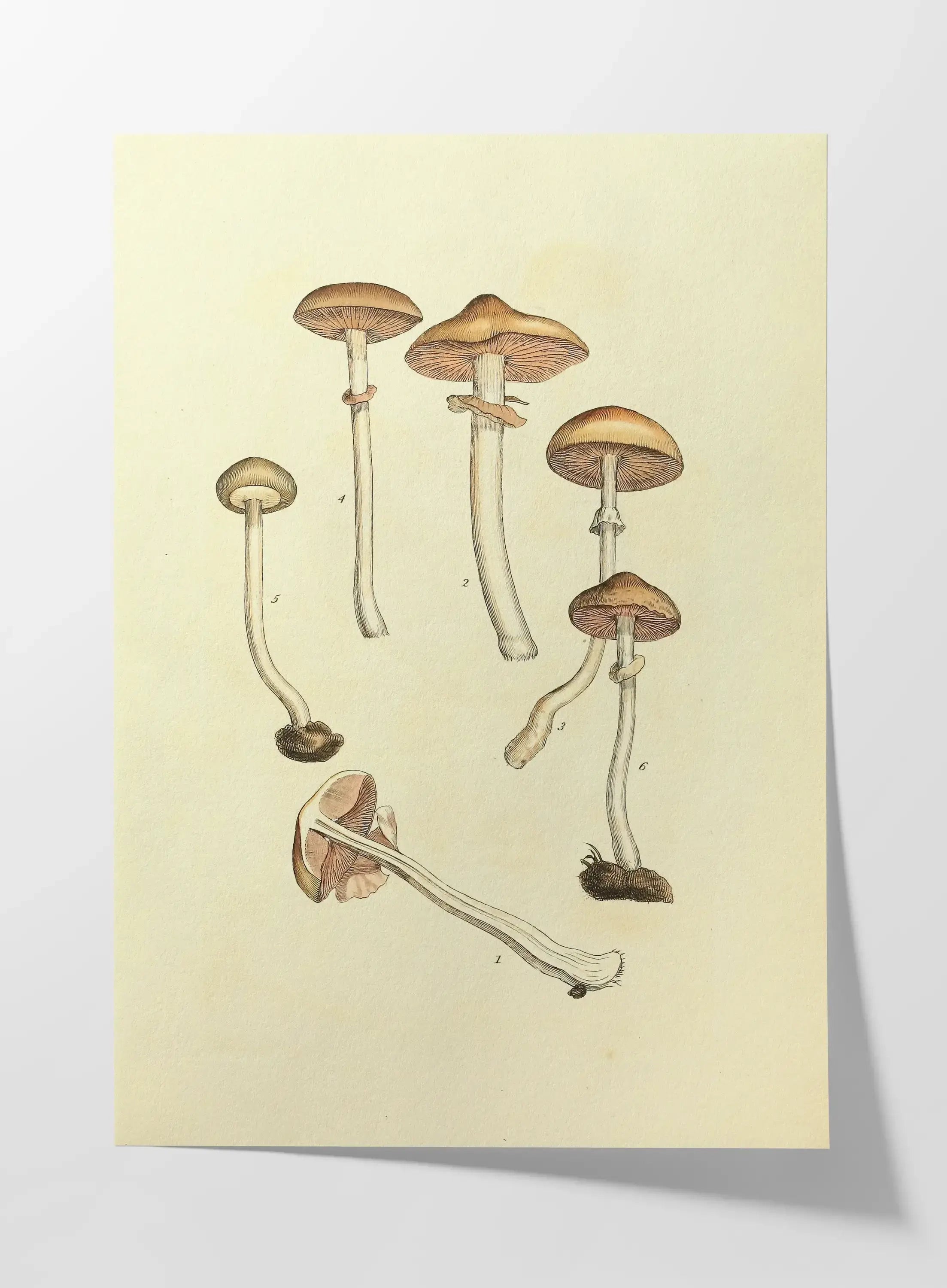 Fungi: Plate No. 01