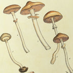 Fungi: Plate No. 01
