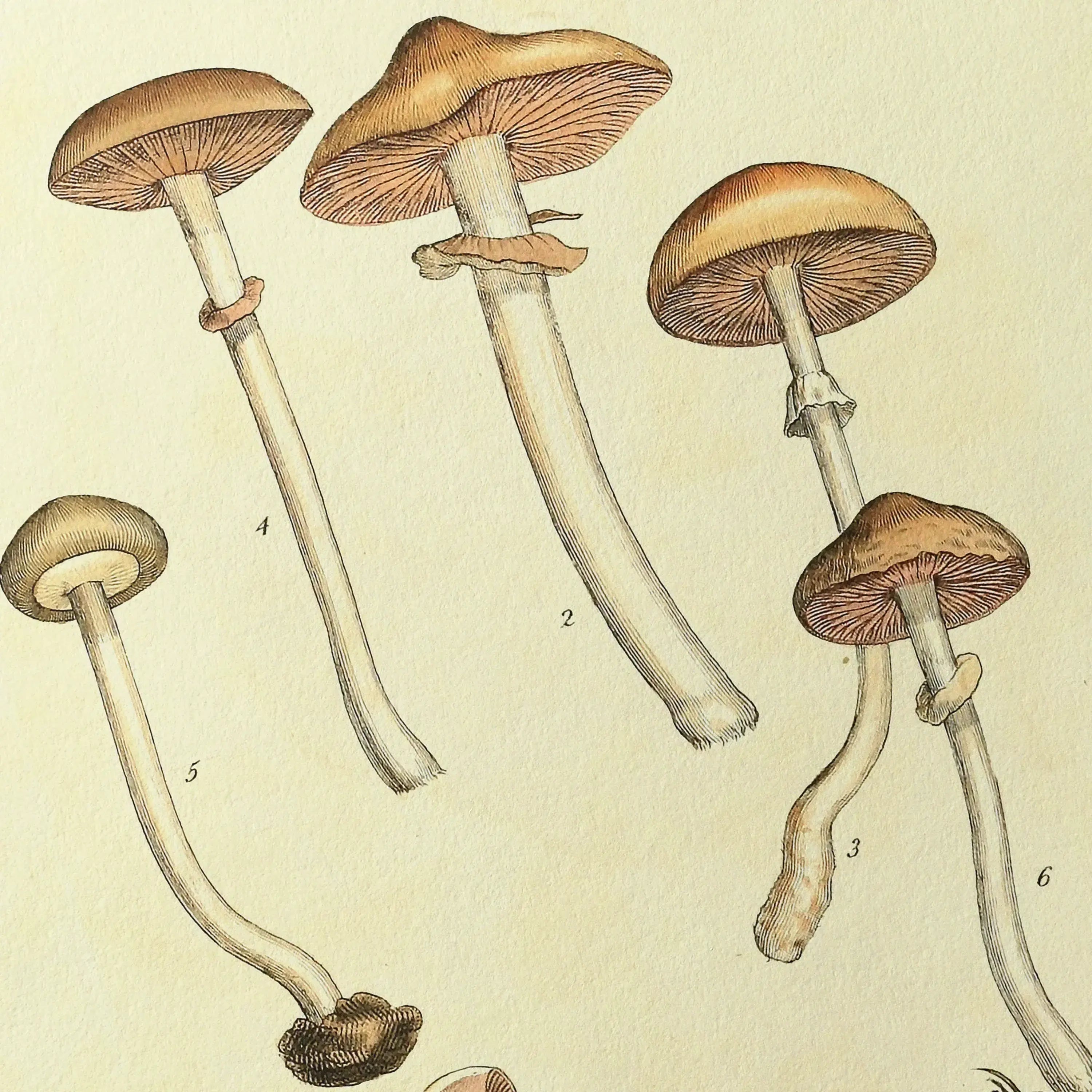 Fungi: Plate No. 01