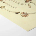 Fungi: Plate No. 01