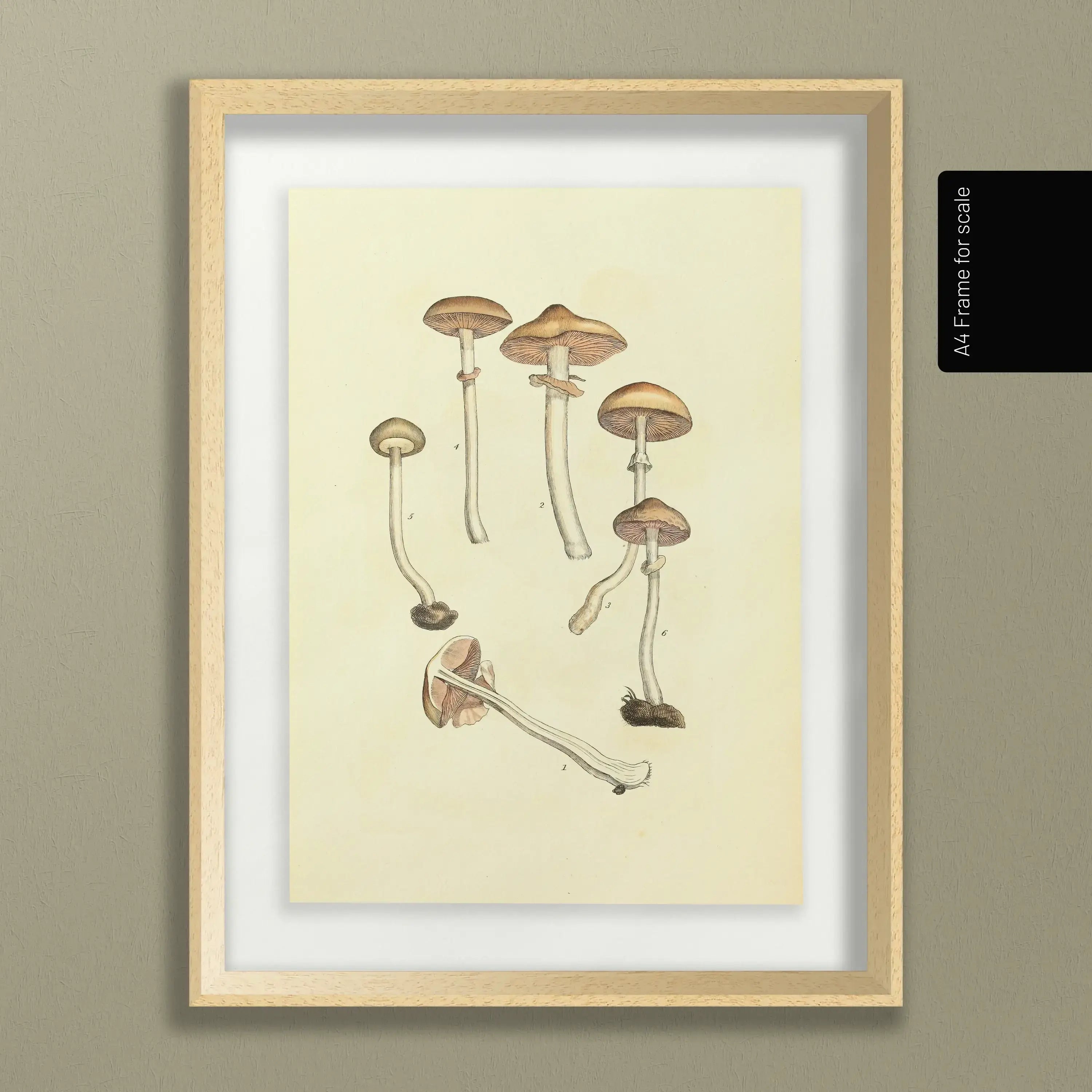 Fungi: Plate No. 01