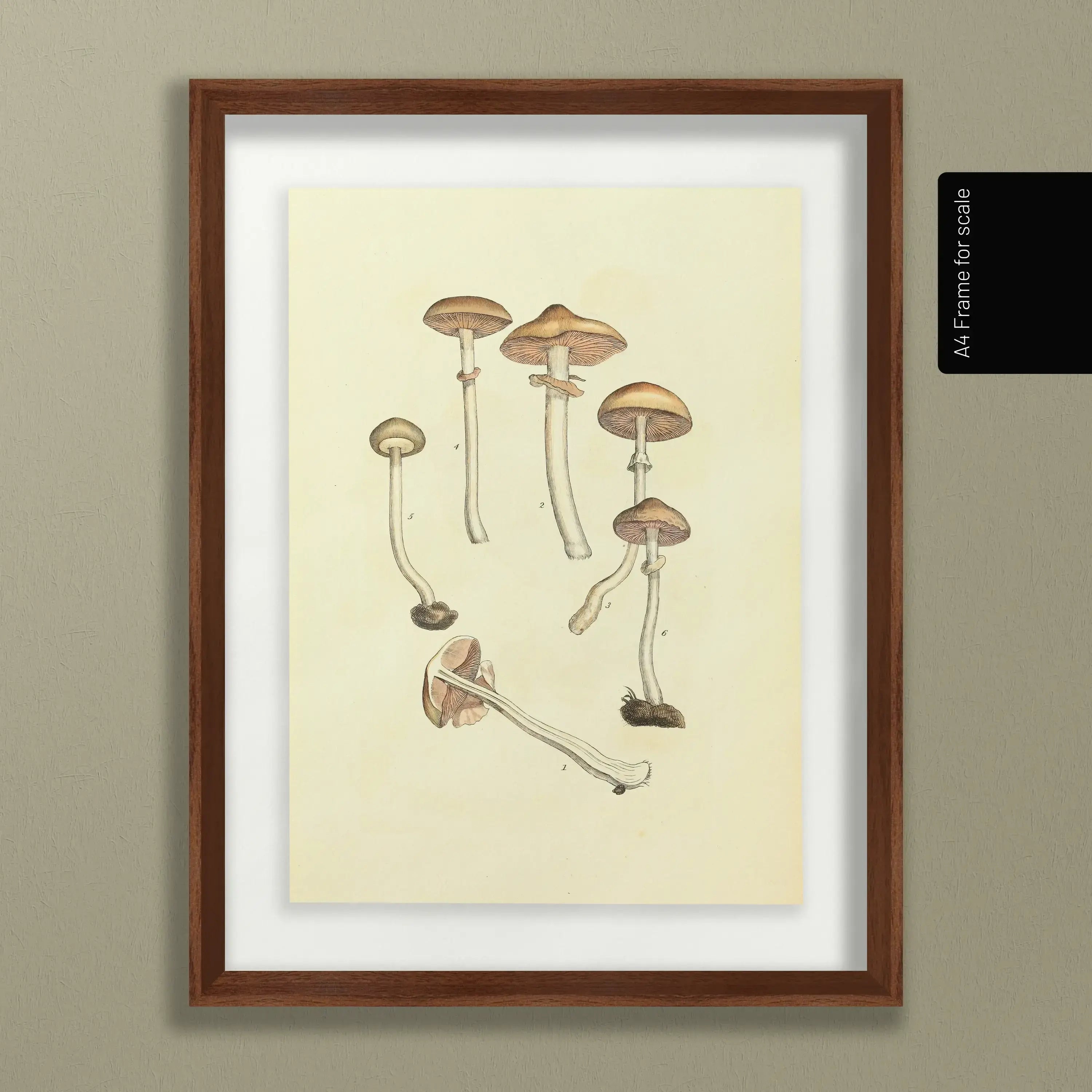 Fungi: Plate No. 01