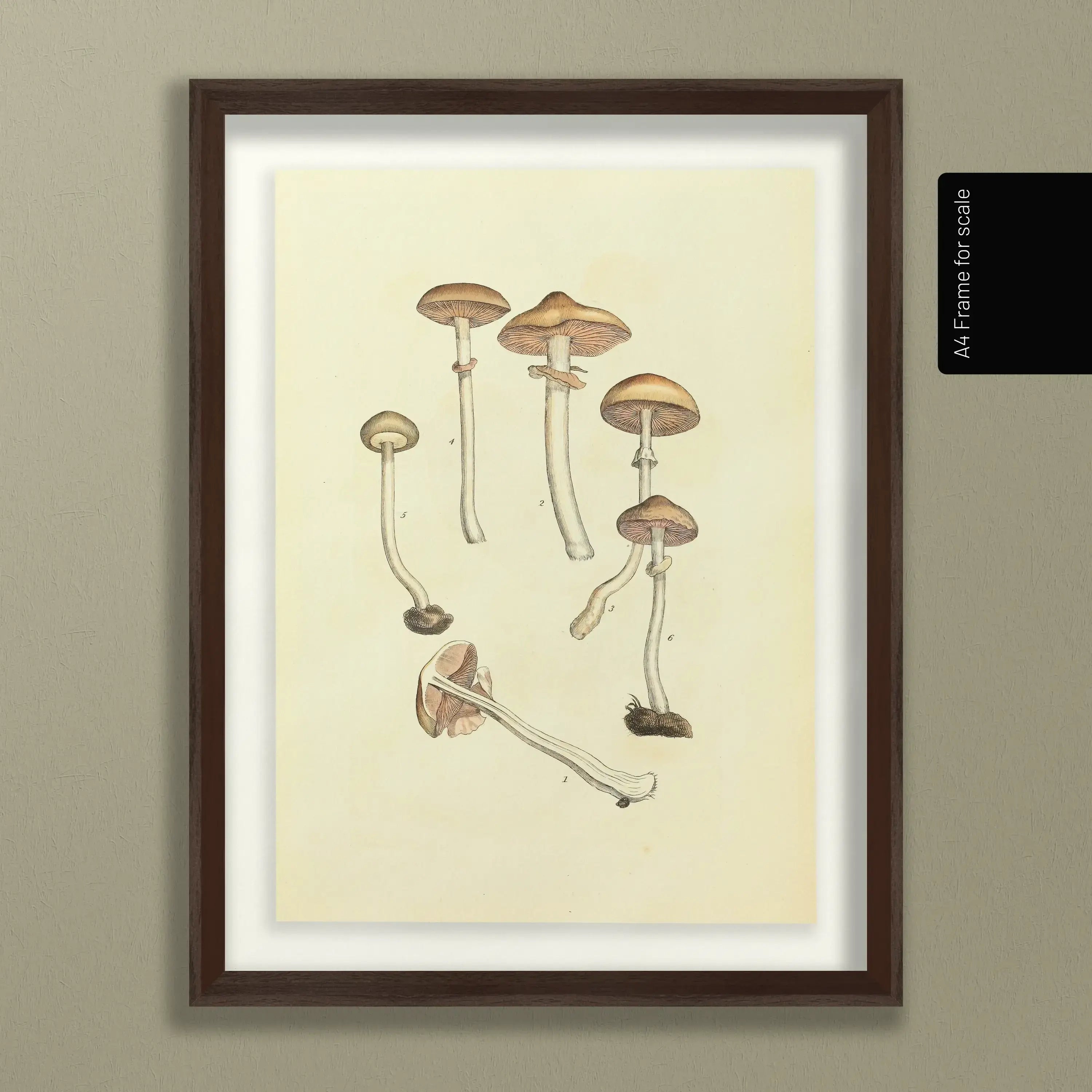 Fungi: Plate No. 01