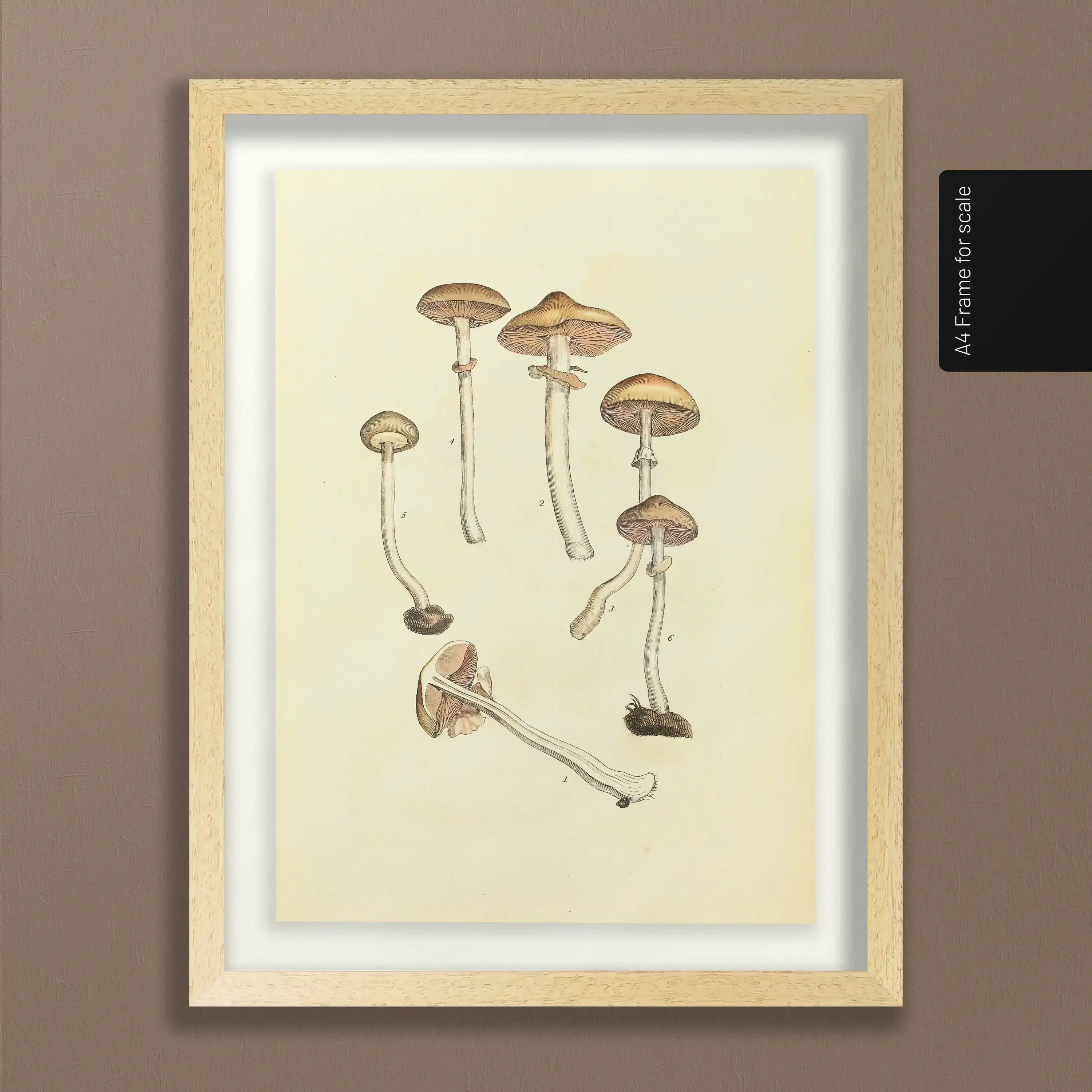 Fungi: Plate No. 01