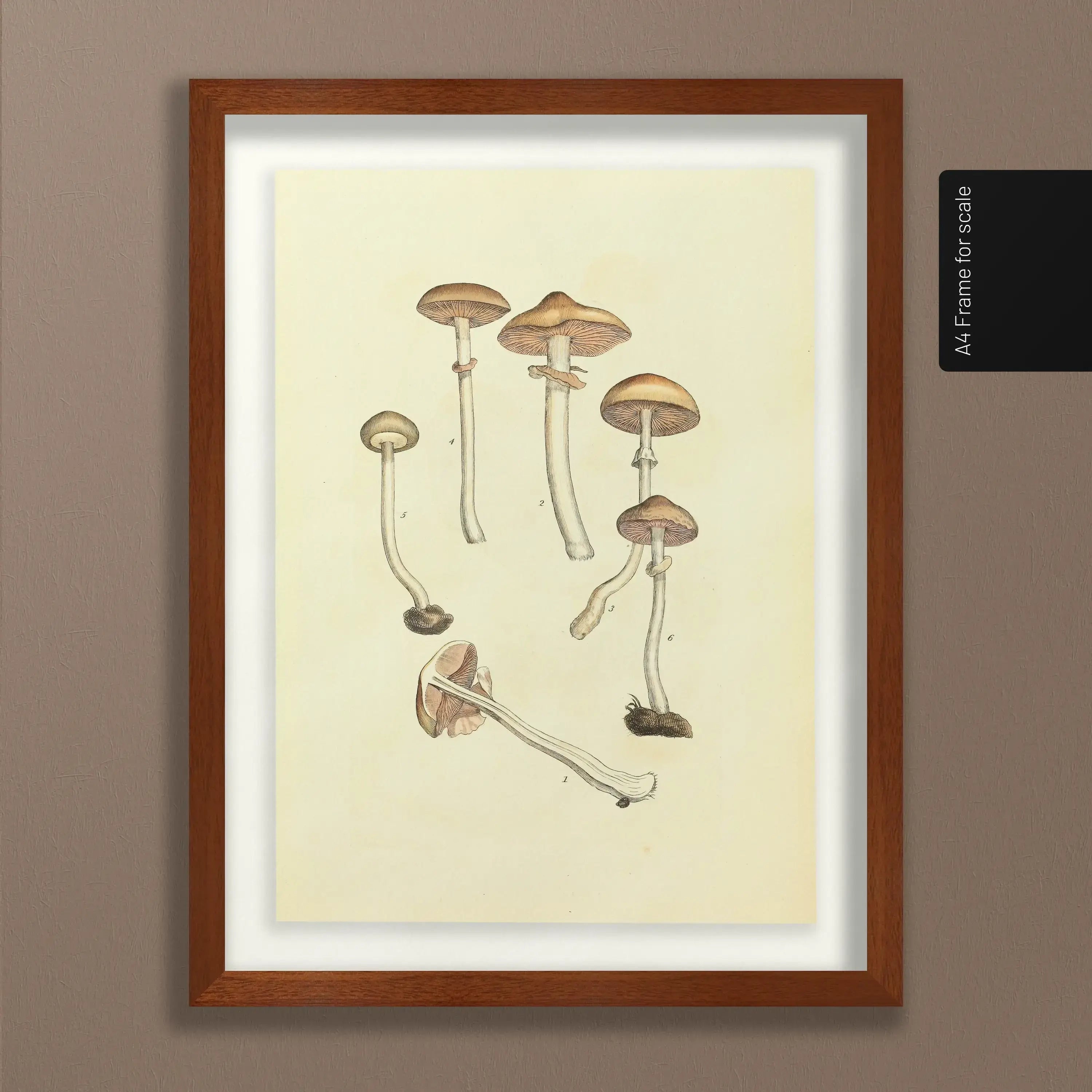 Fungi: Plate No. 01