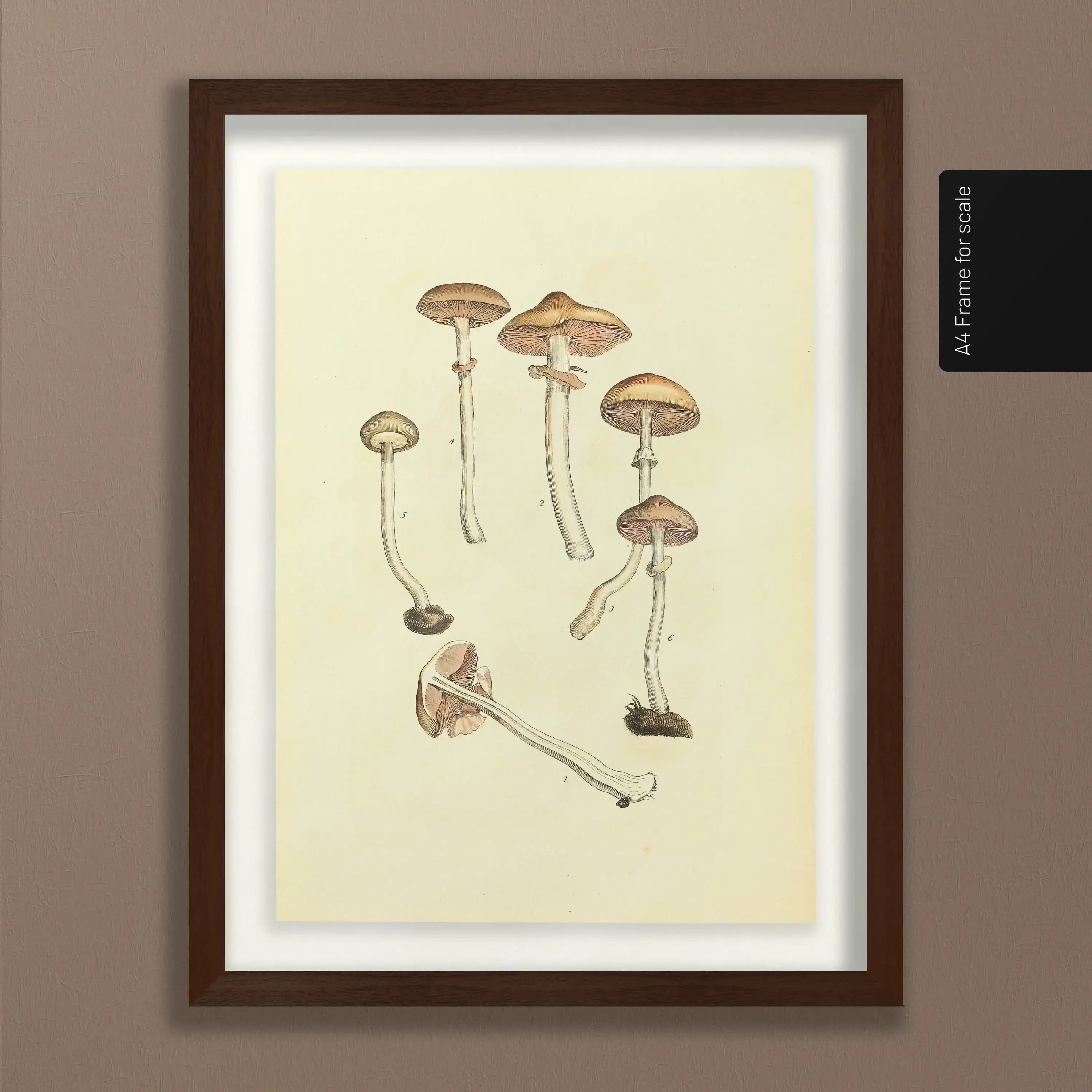 Fungi: Plate No. 01