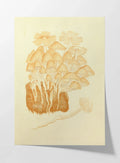 Fungi: Plate No. 02
