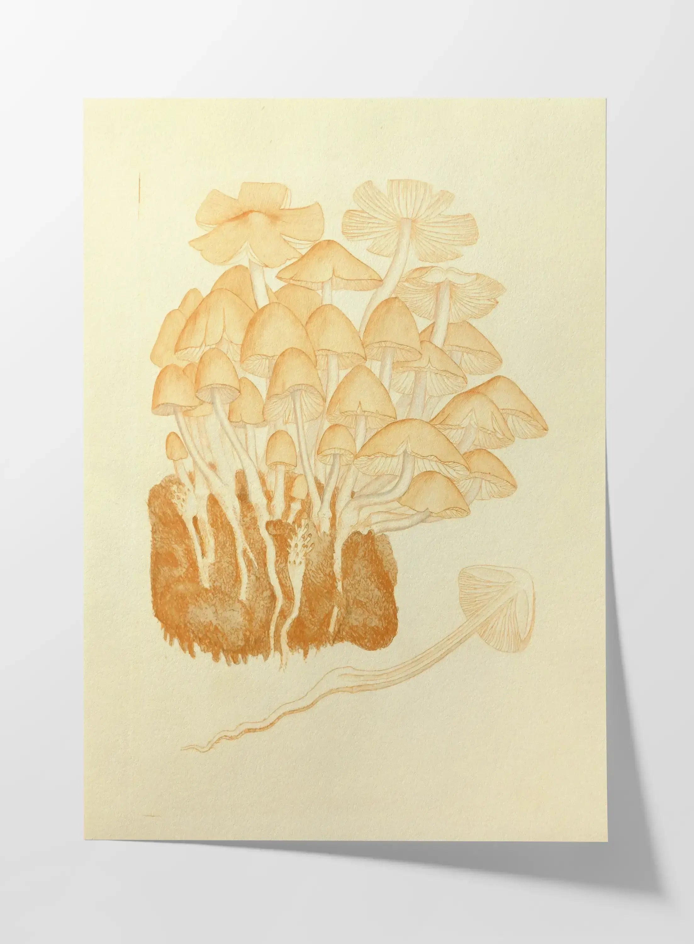 Fungi: Plate No. 02