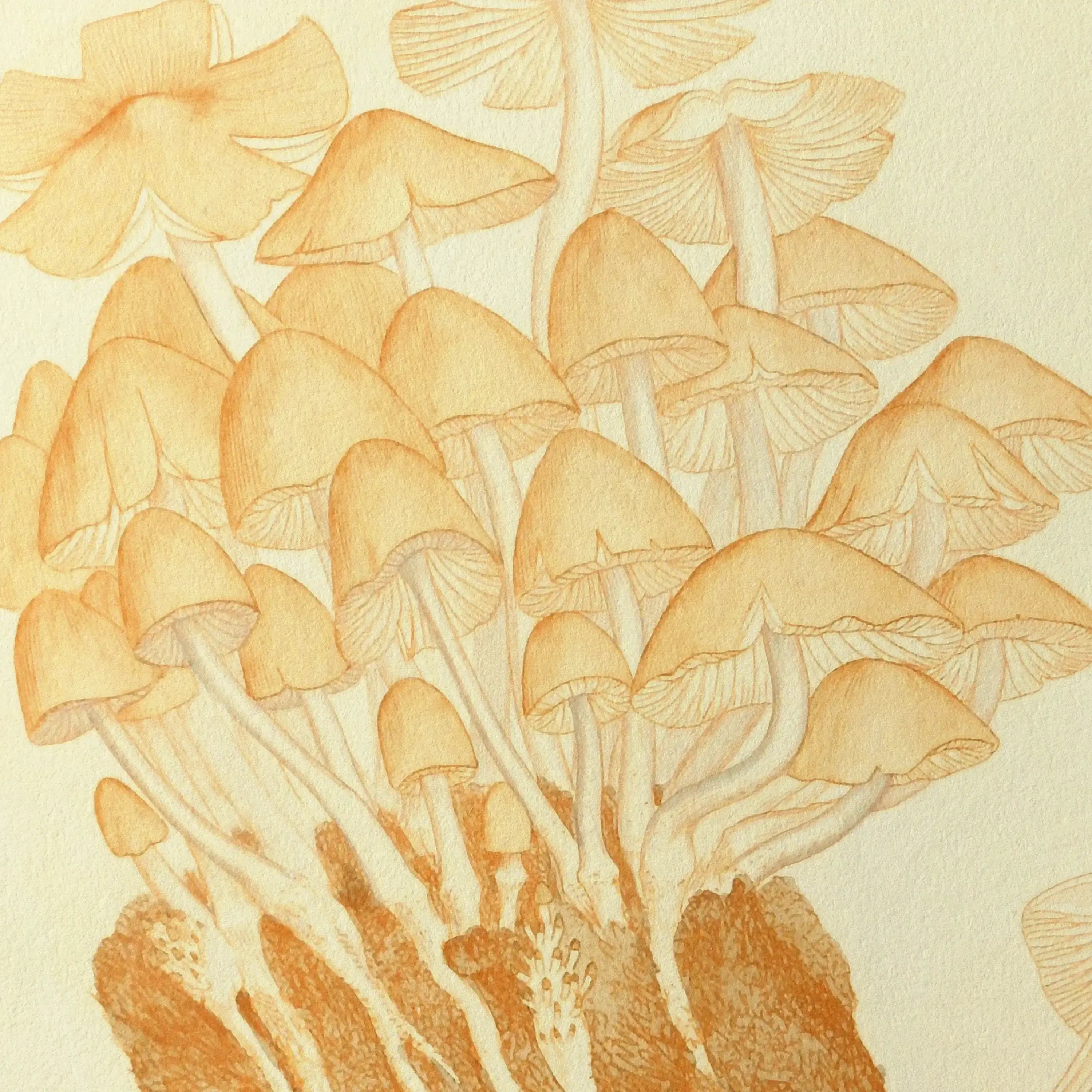 Fungi: Plate No. 02