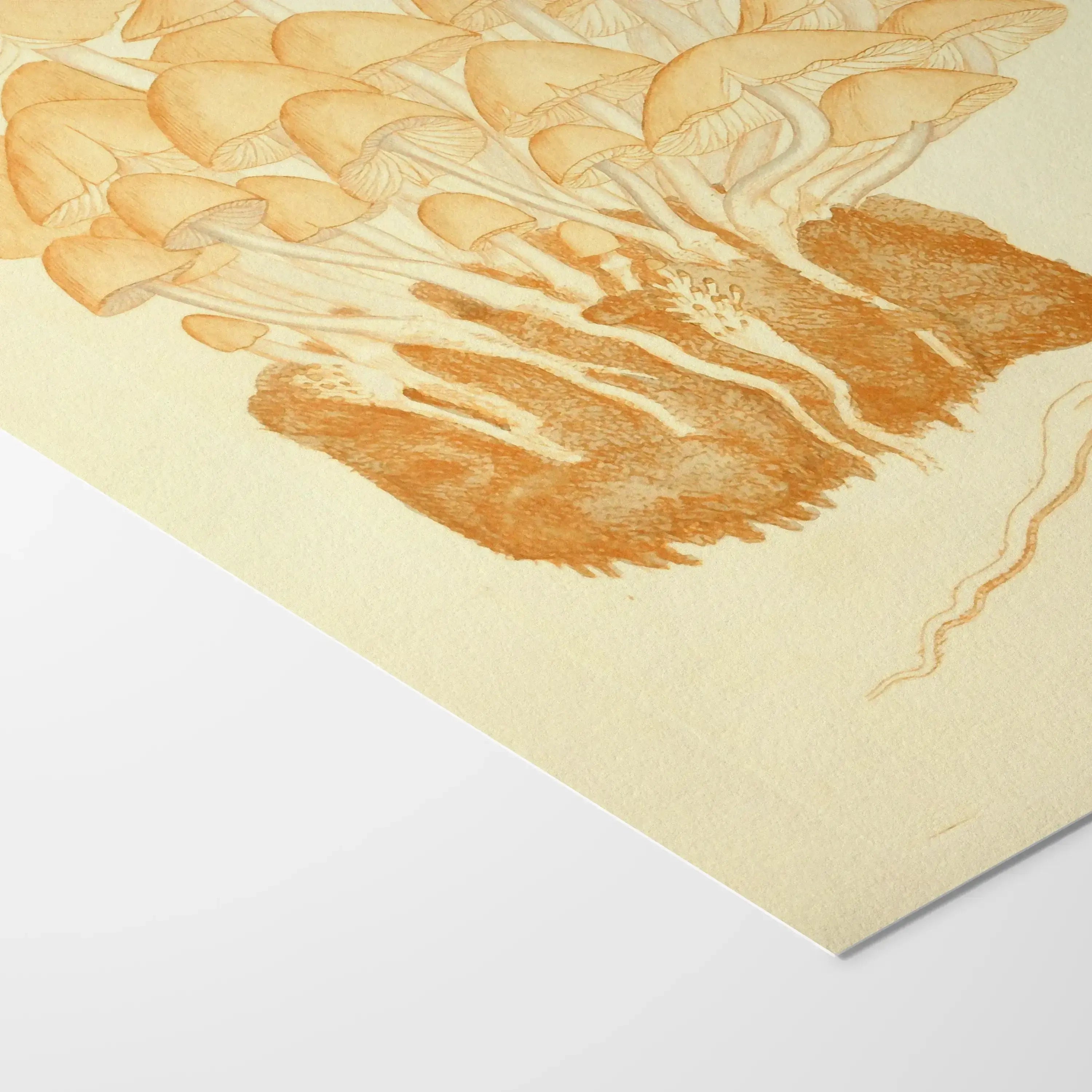 Fungi: Plate No. 02